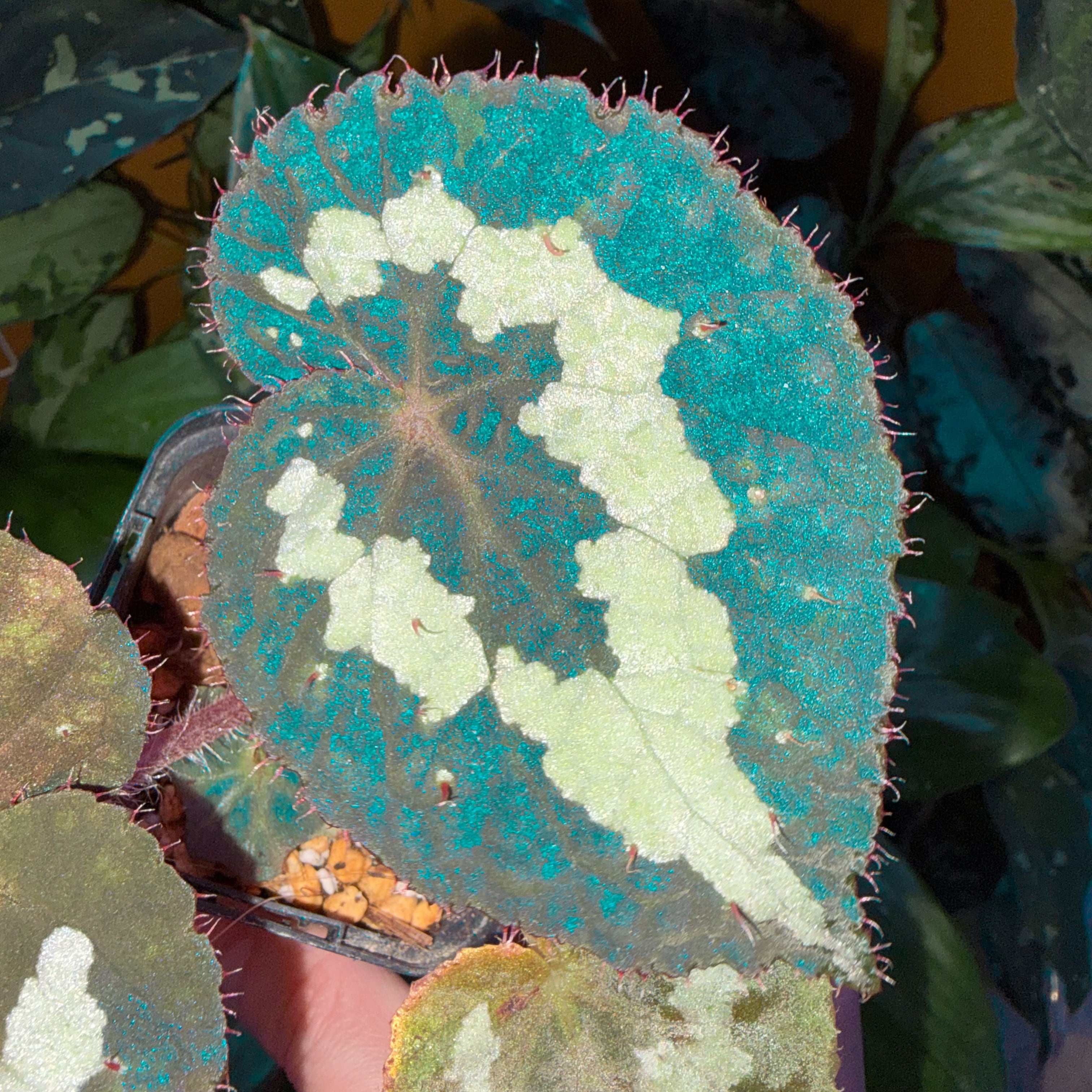 Begonia sp. Gabon 原種ベゴニア | 熱帯雨林植物専門店 トイ吉園芸