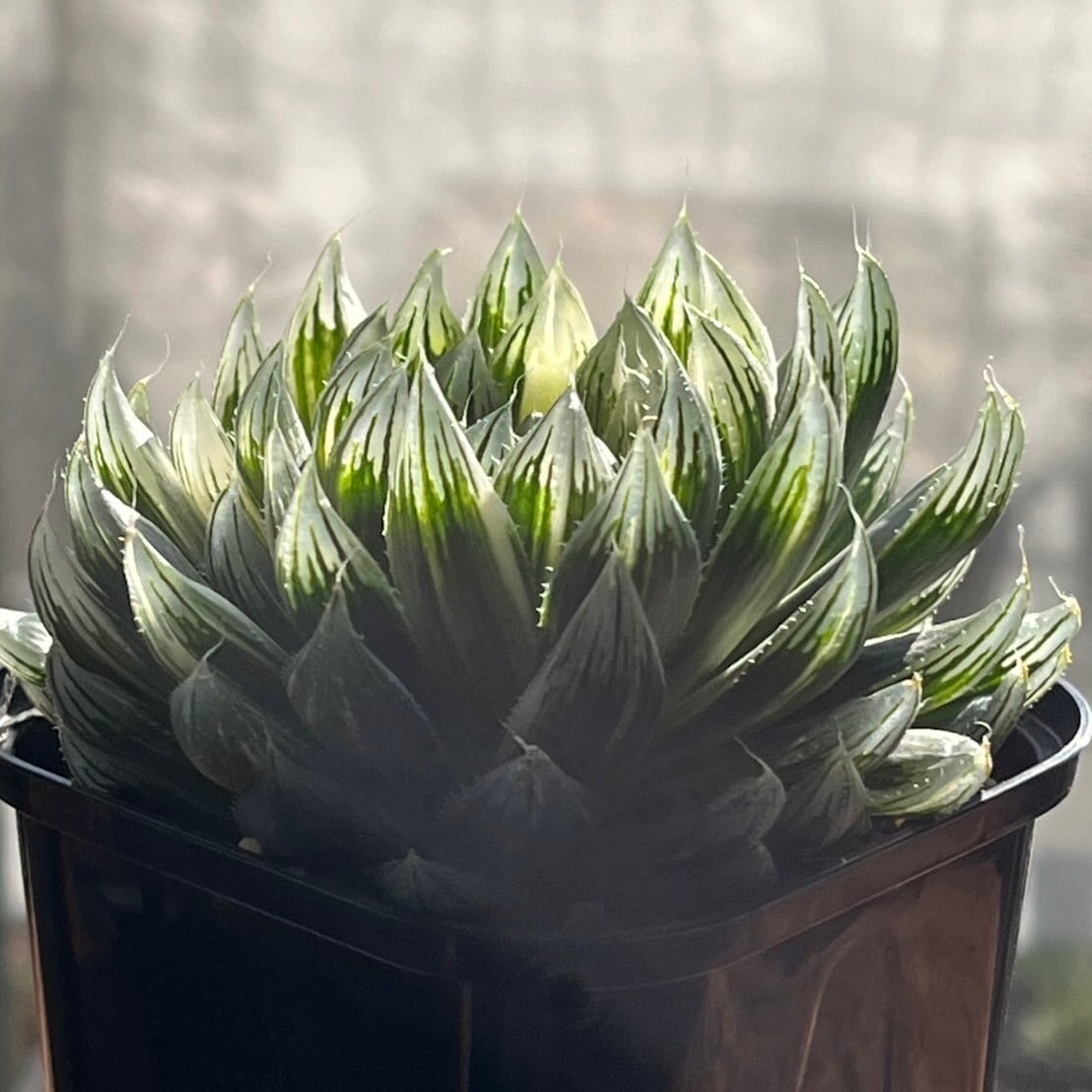 ハオルチア 花胡蝶 オブツーサ錦 | mocono_plants