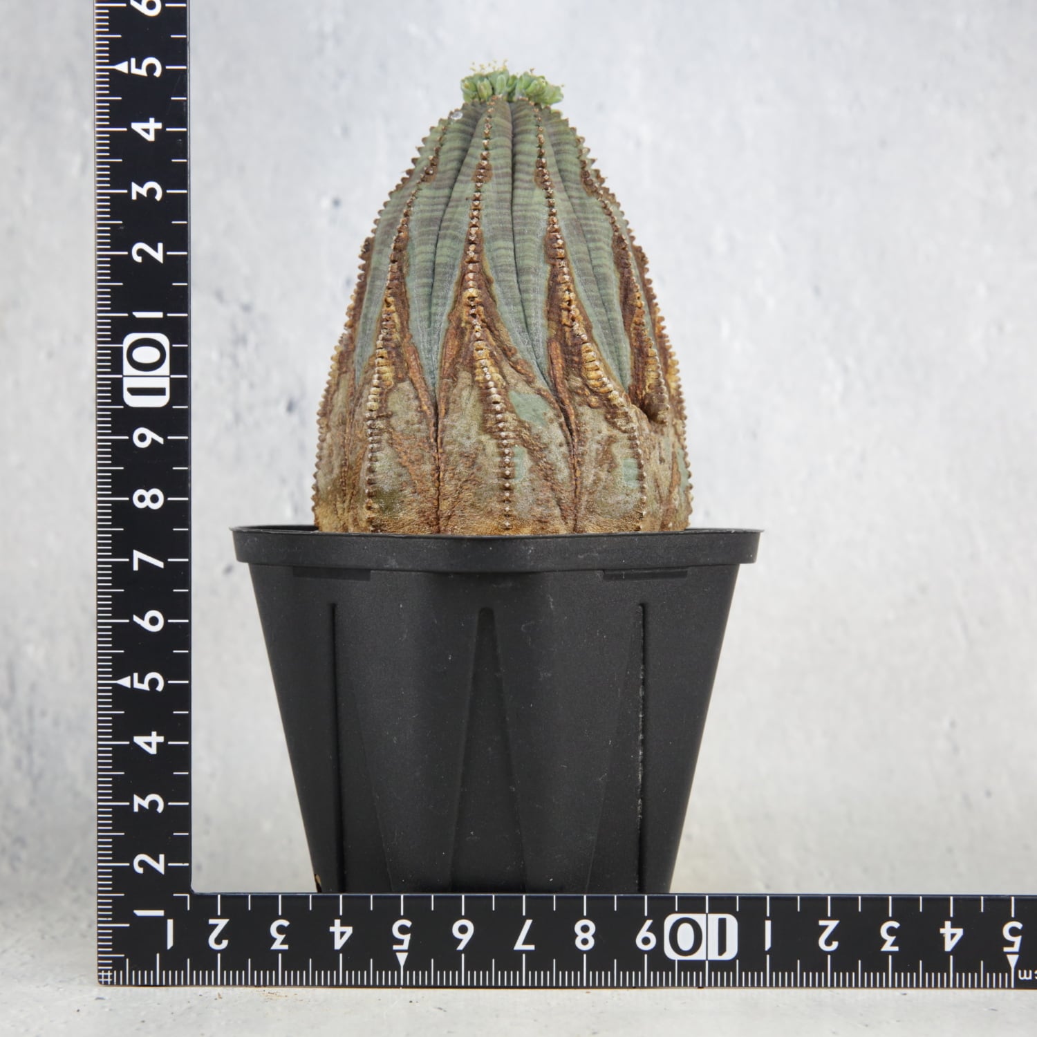 多頭オベサ 美模様 ユーフォルビア（検索）オールド 木質 多頭 ラギット 径約5.8cmオベサ 美模様 ユーフォルビア（検索）ビンテージ オールド