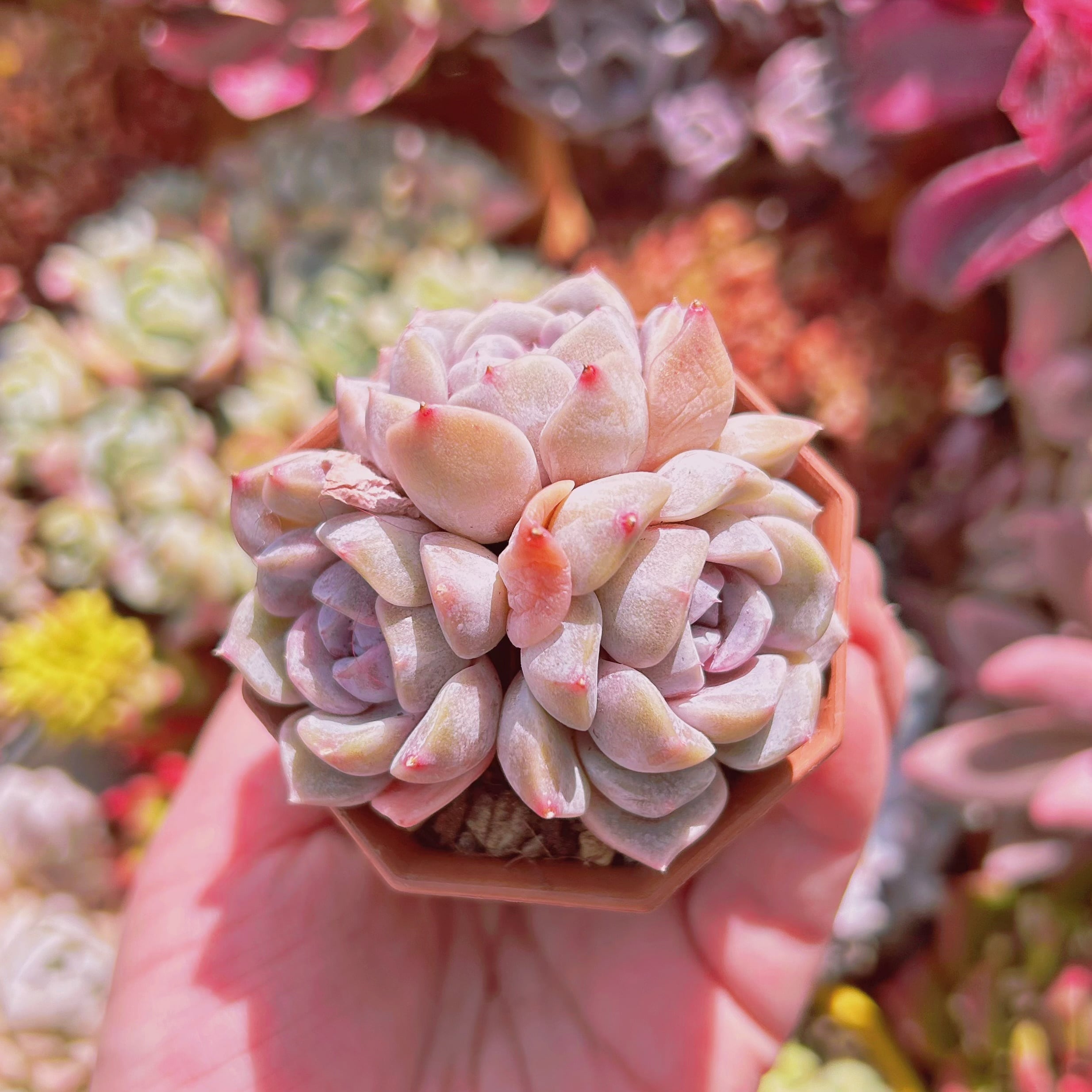 多肉植物　ハンバーグ　3頭
