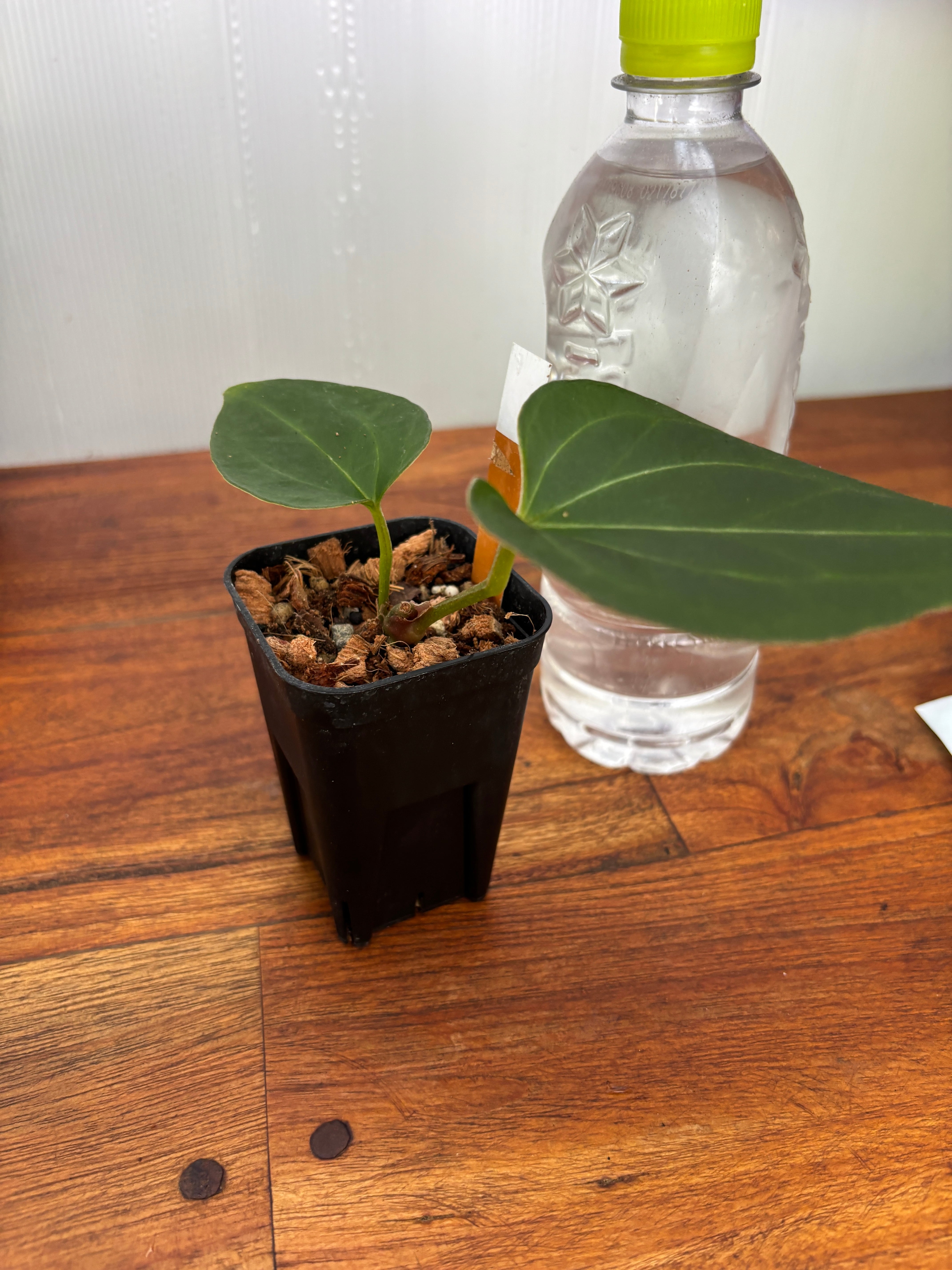 Anthurium | BALI-AN 園芸