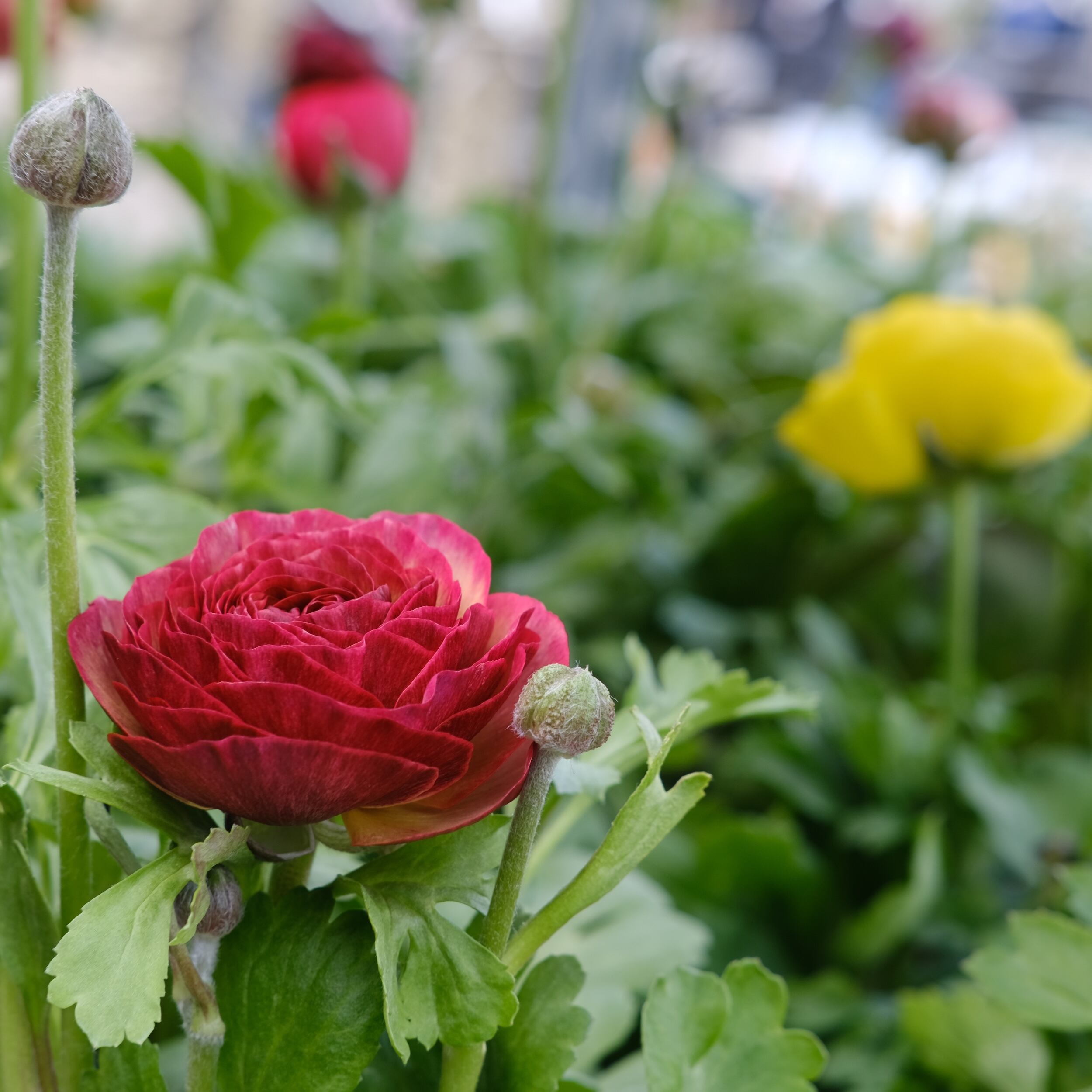 希少！ラナンキュラス エトワール《 見計らい 3苗セット 》3.0号