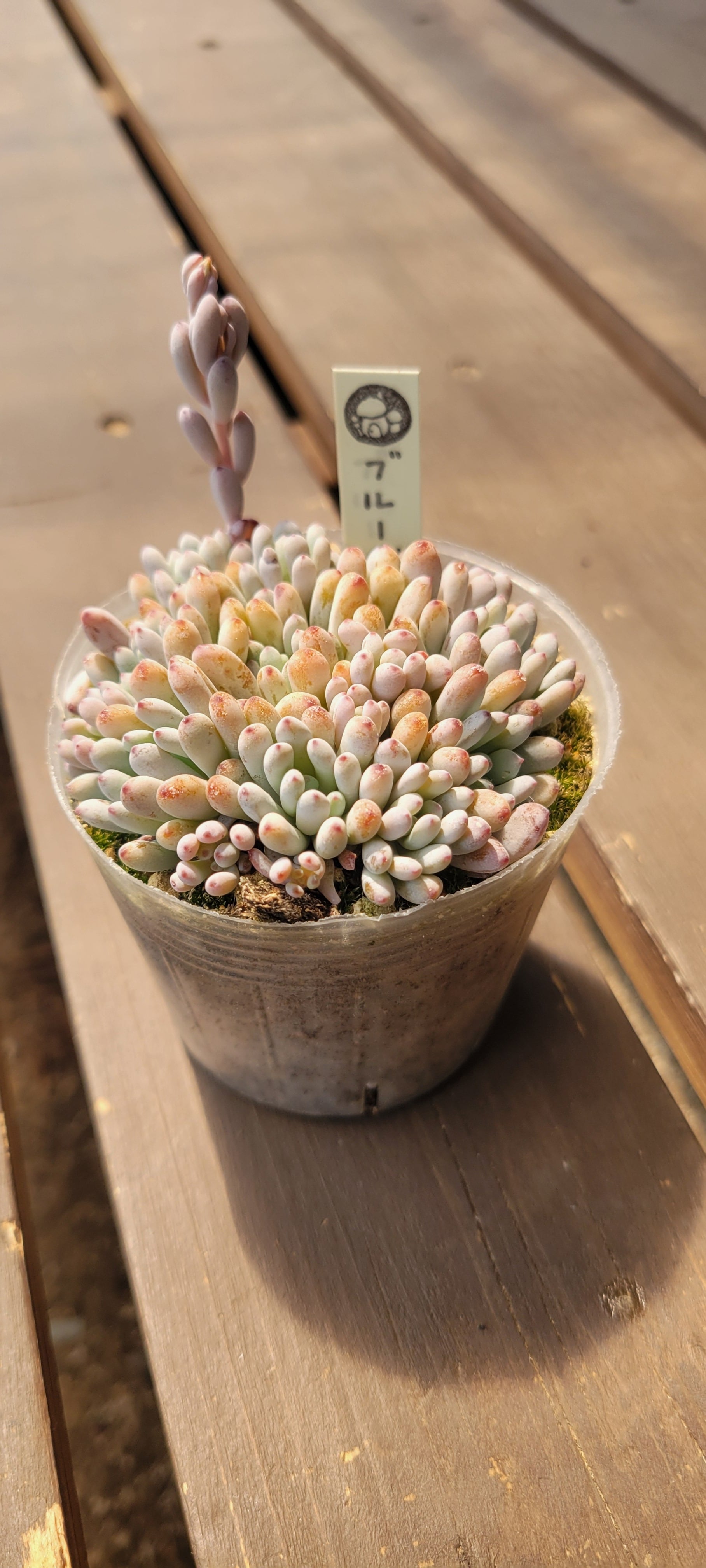 多肉植物 アエオニウム レア 孔雀白錦 美苗 #孔3 | PAY ID