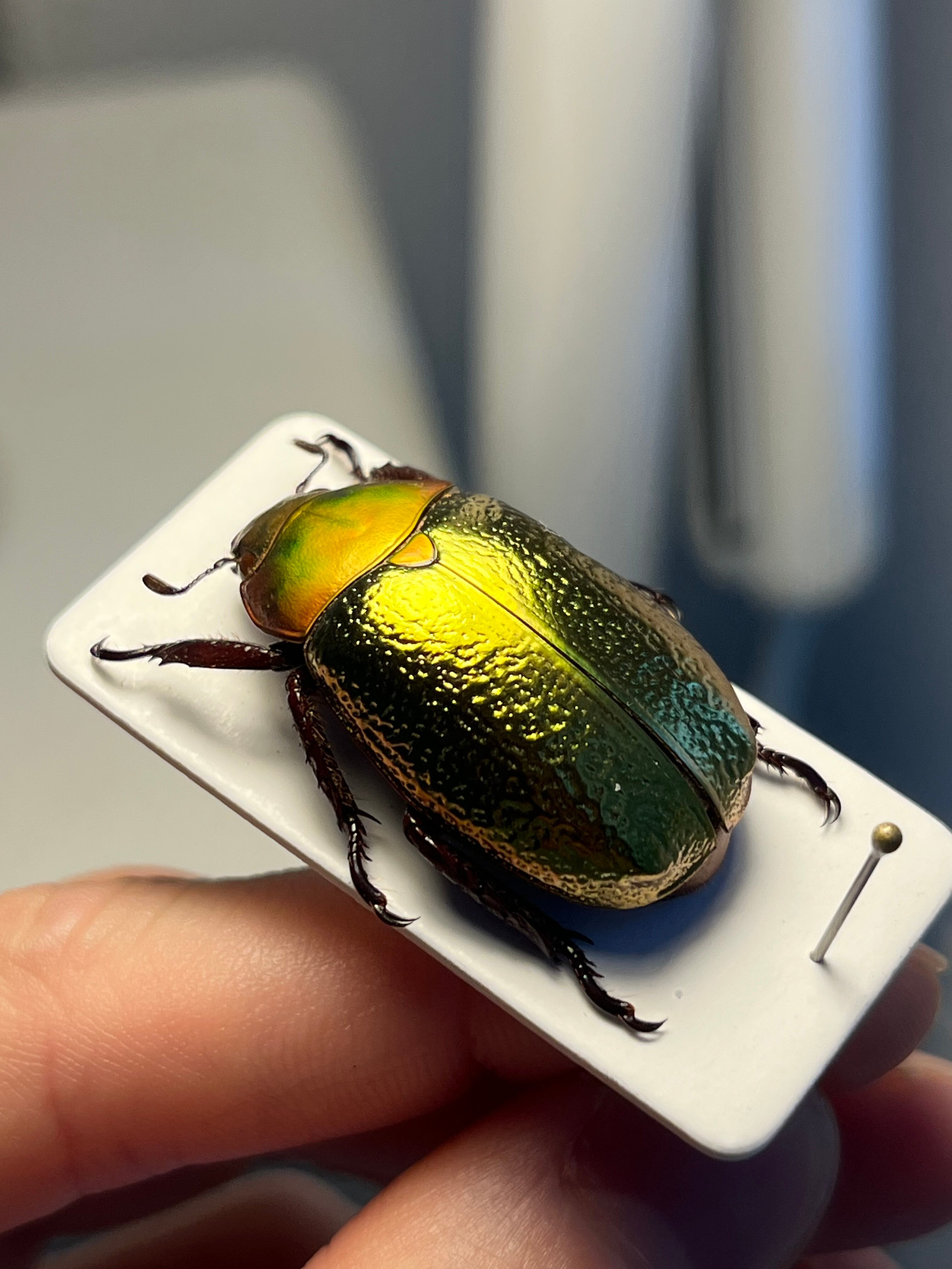 最新作】ボウカルディプラチナコガネ Chrysina boucardi GOLDform 頭が