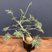 ヤトロファ ベルランディエリ(ニシキサンゴ)【748】