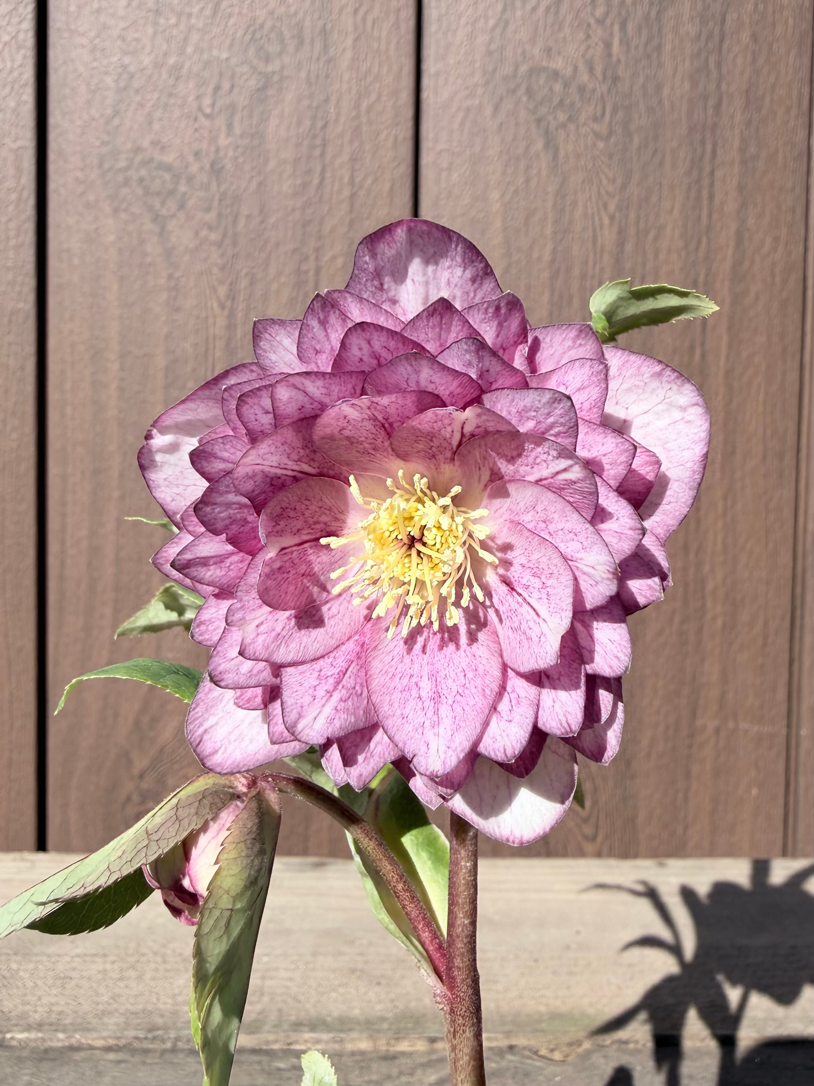 アフロディーテゴールド(ピンクゴールド系) 加藤農園 クリスマスローズ