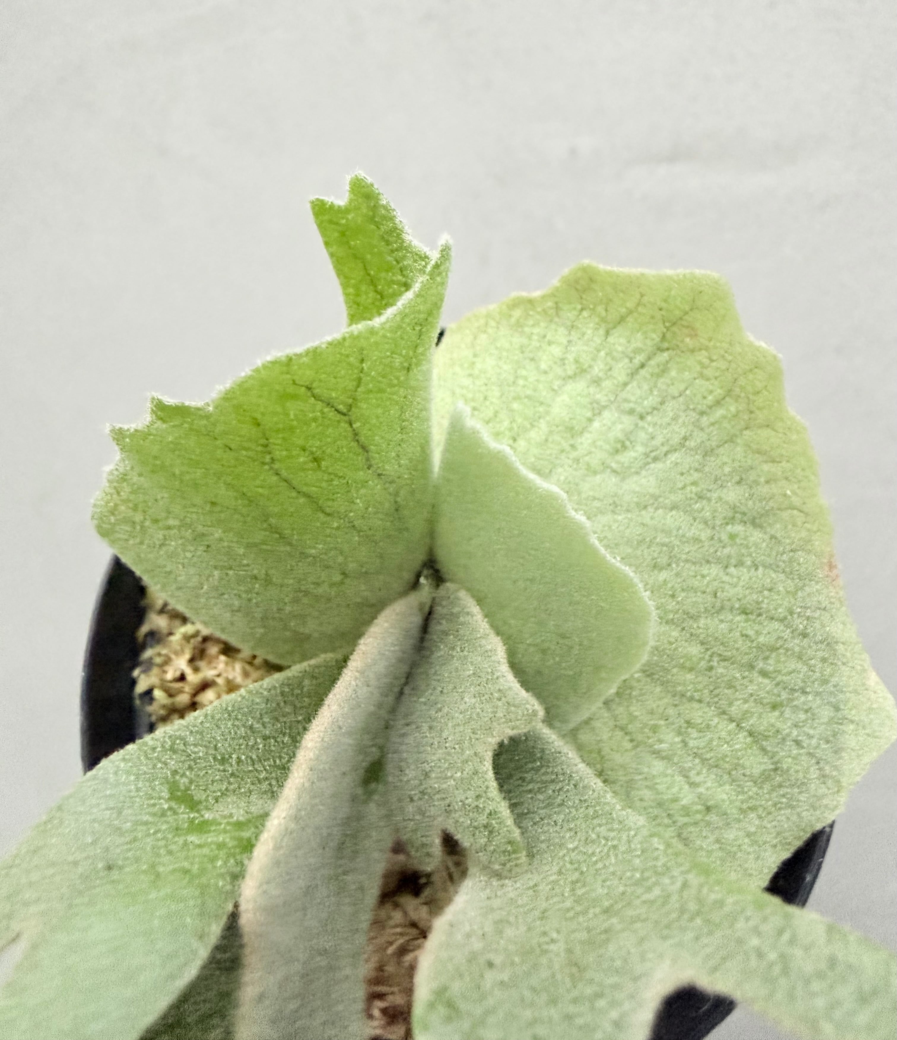 c) P. willinckii 'Frosty Maiden' spore grown ③ビカクシダ