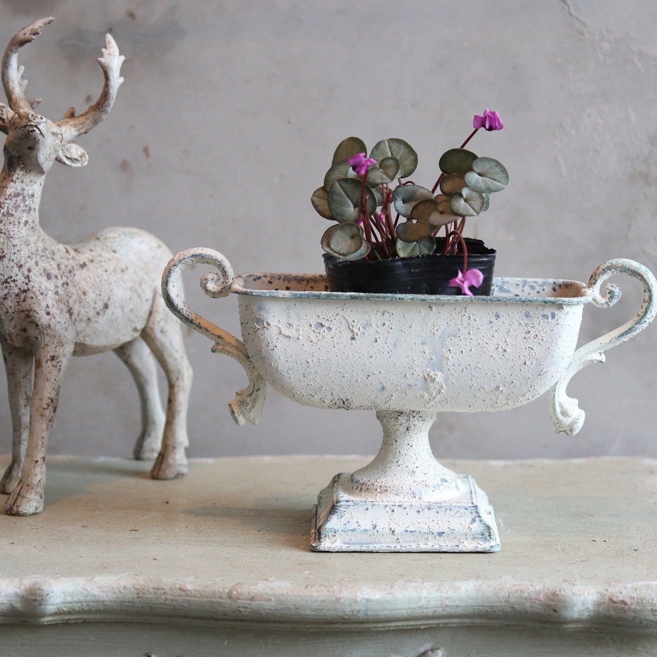 シクラメン　コウム　シルバープリンセス　－20℃までOK　冬のお花