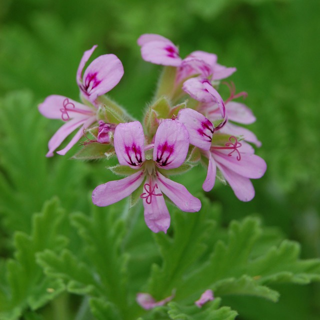 マスクスプレー/万能アロマスプレー【オレンジ,ペパーミント＆ゼラニウム】