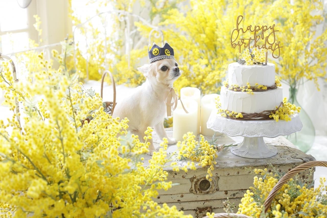 冬季オリンピック公式ガウン オーダーメイド OAMC Goldwin 3L Parka | OAMC（オーエーエムシー） |Good Wood