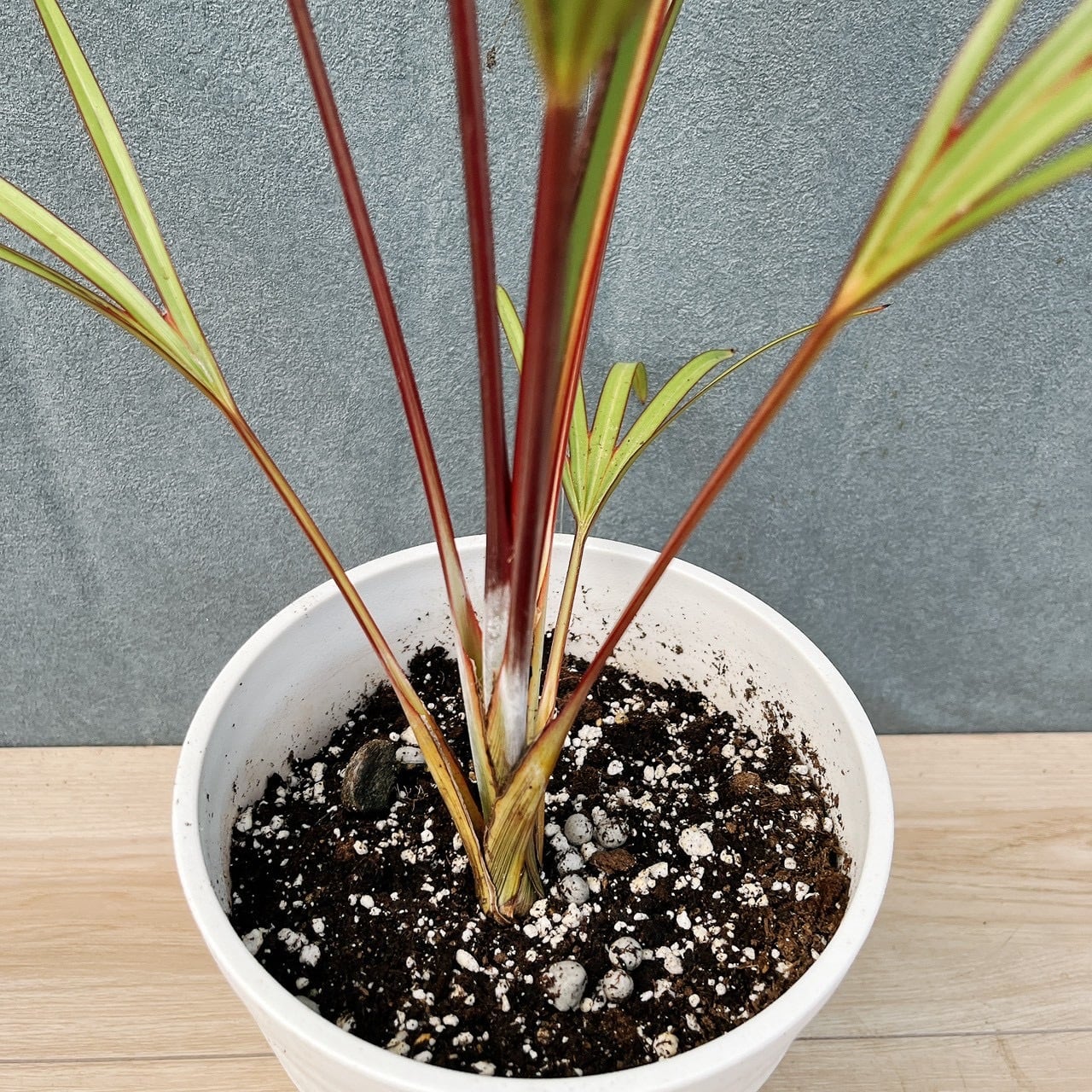 ラタニアヤシ レッド 現品］【希少】K ラタニアレッド 6号 ヤシ 観葉植物 レア おしゃれ