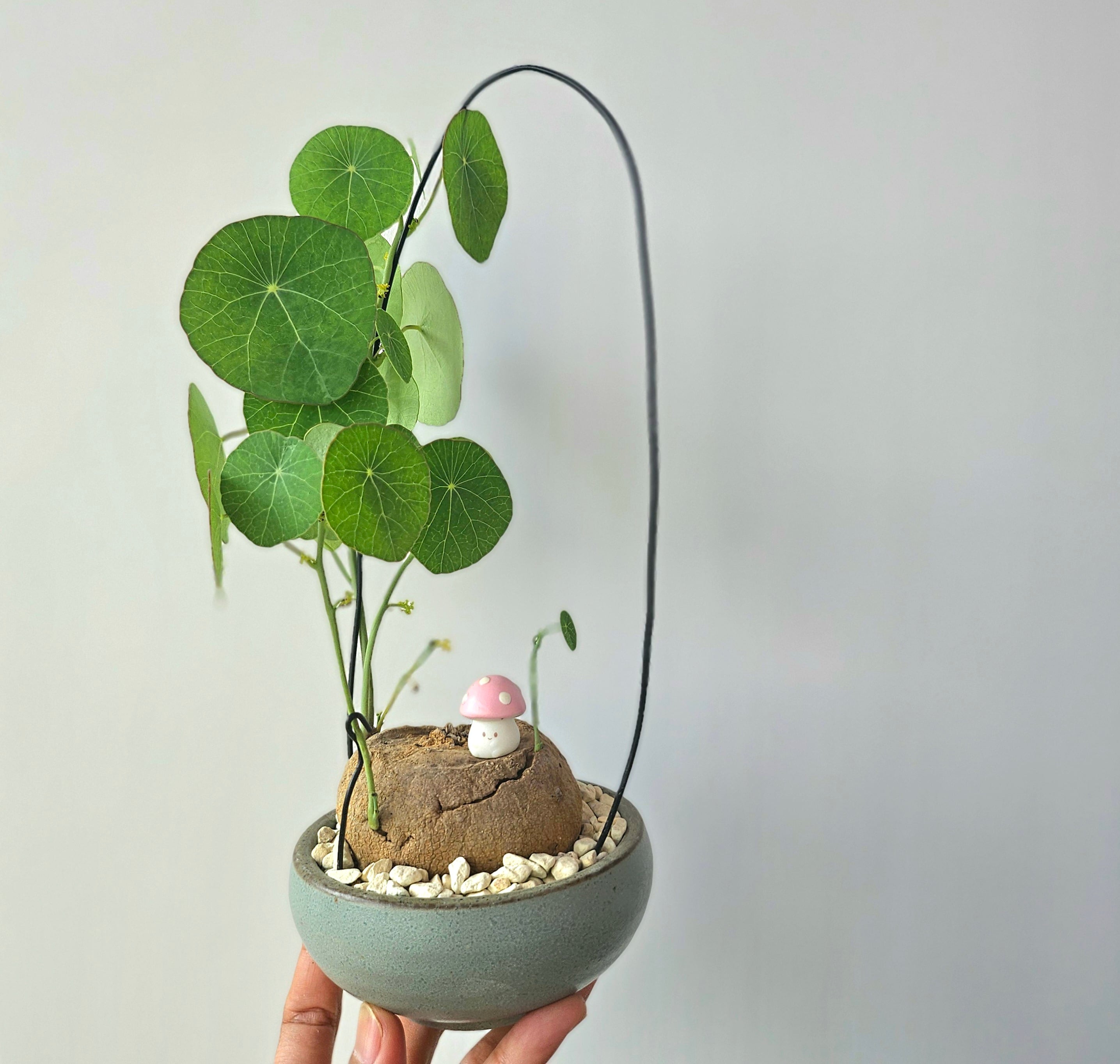 ①《 Adenium Arabicum D.H.A》アデニウム アラビカム 獅子葉
