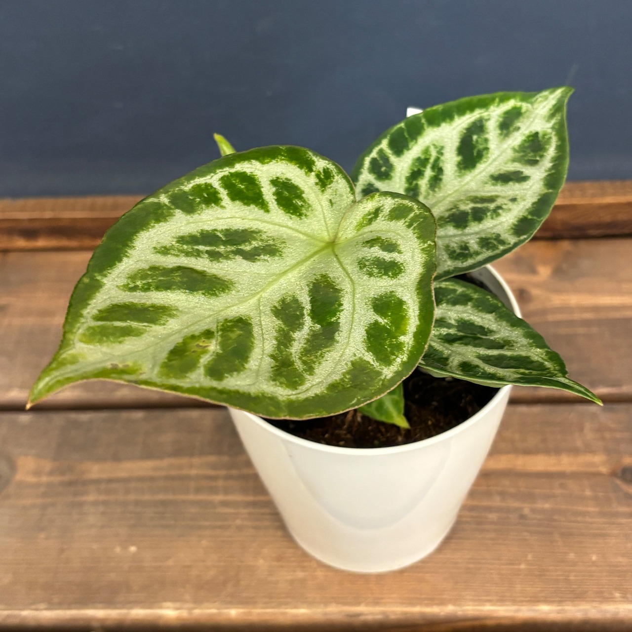 アンスリウム ドラヤキ【102】