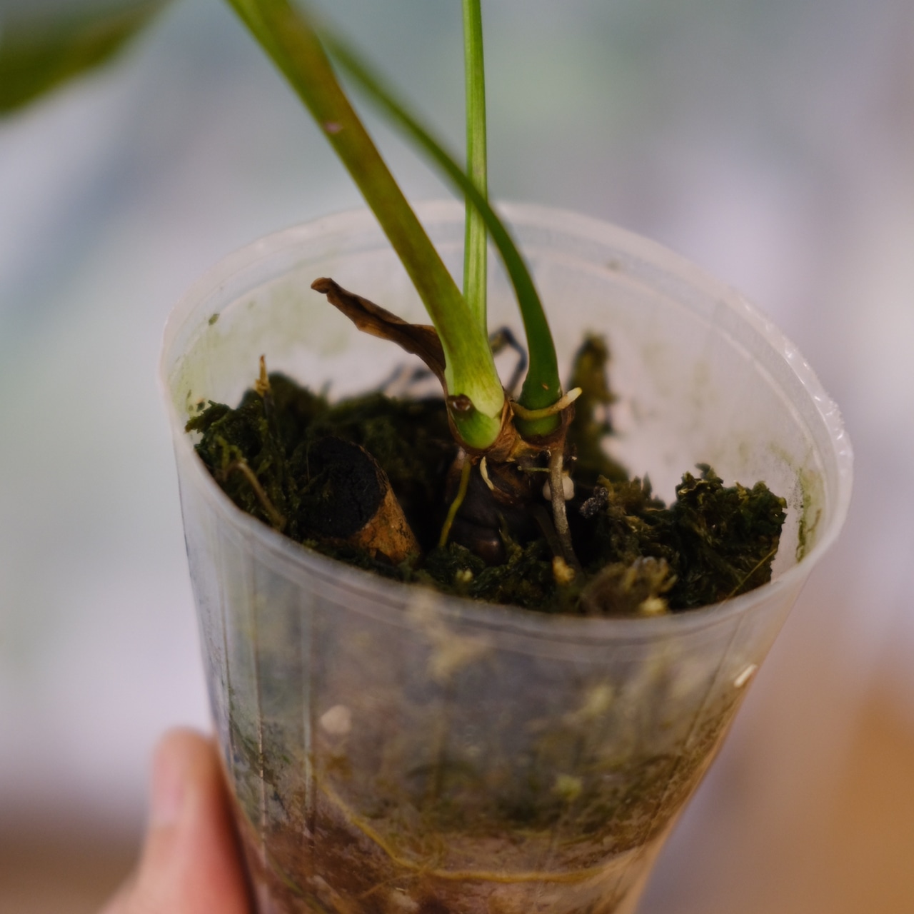 フィロデンドロン パトリシアエ / Philodendron patriciae④ / 観葉植物