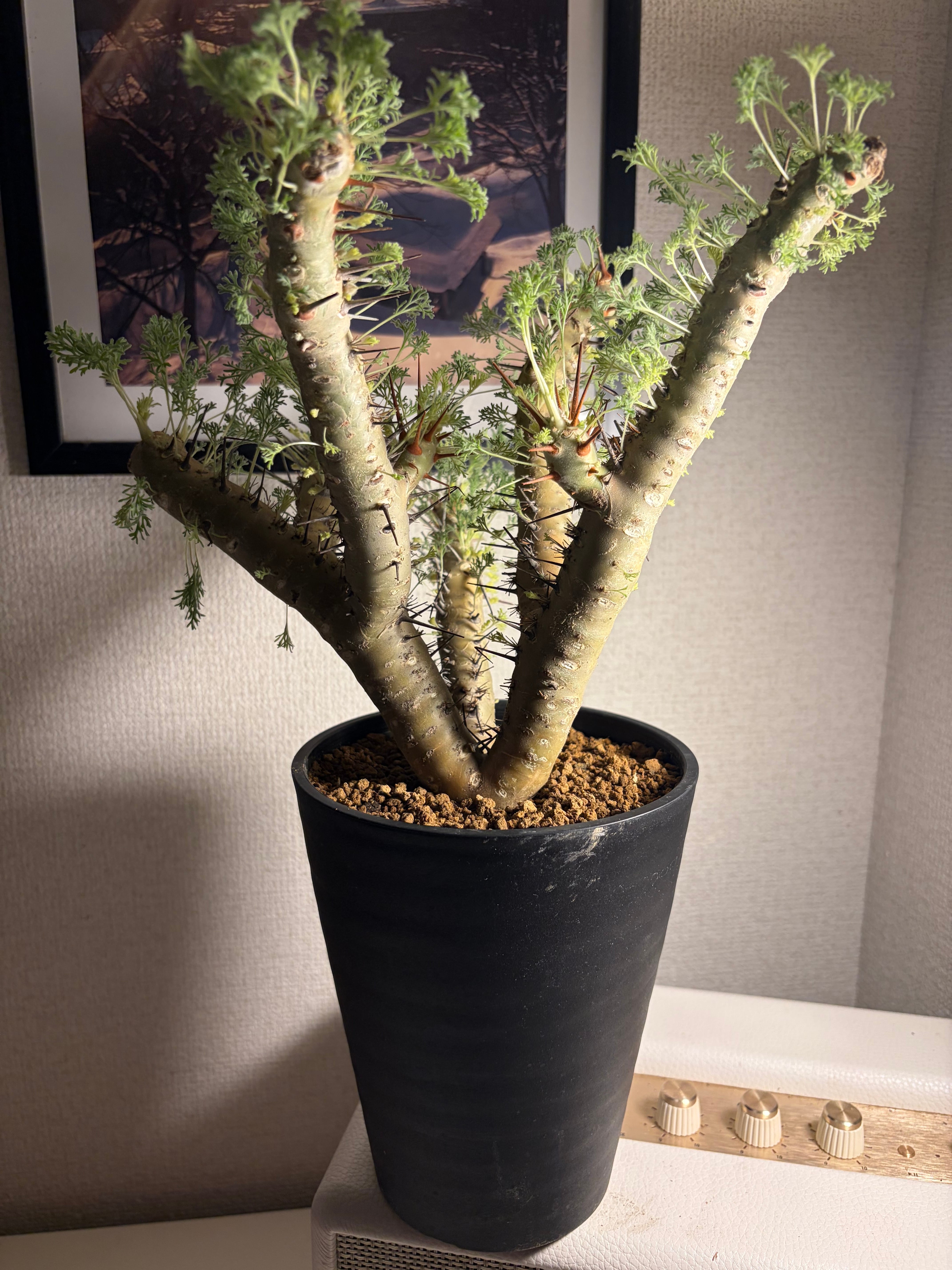 モンソニア クラシカウレ 塊根植物 コミフォラ ケラリア フォークイ
