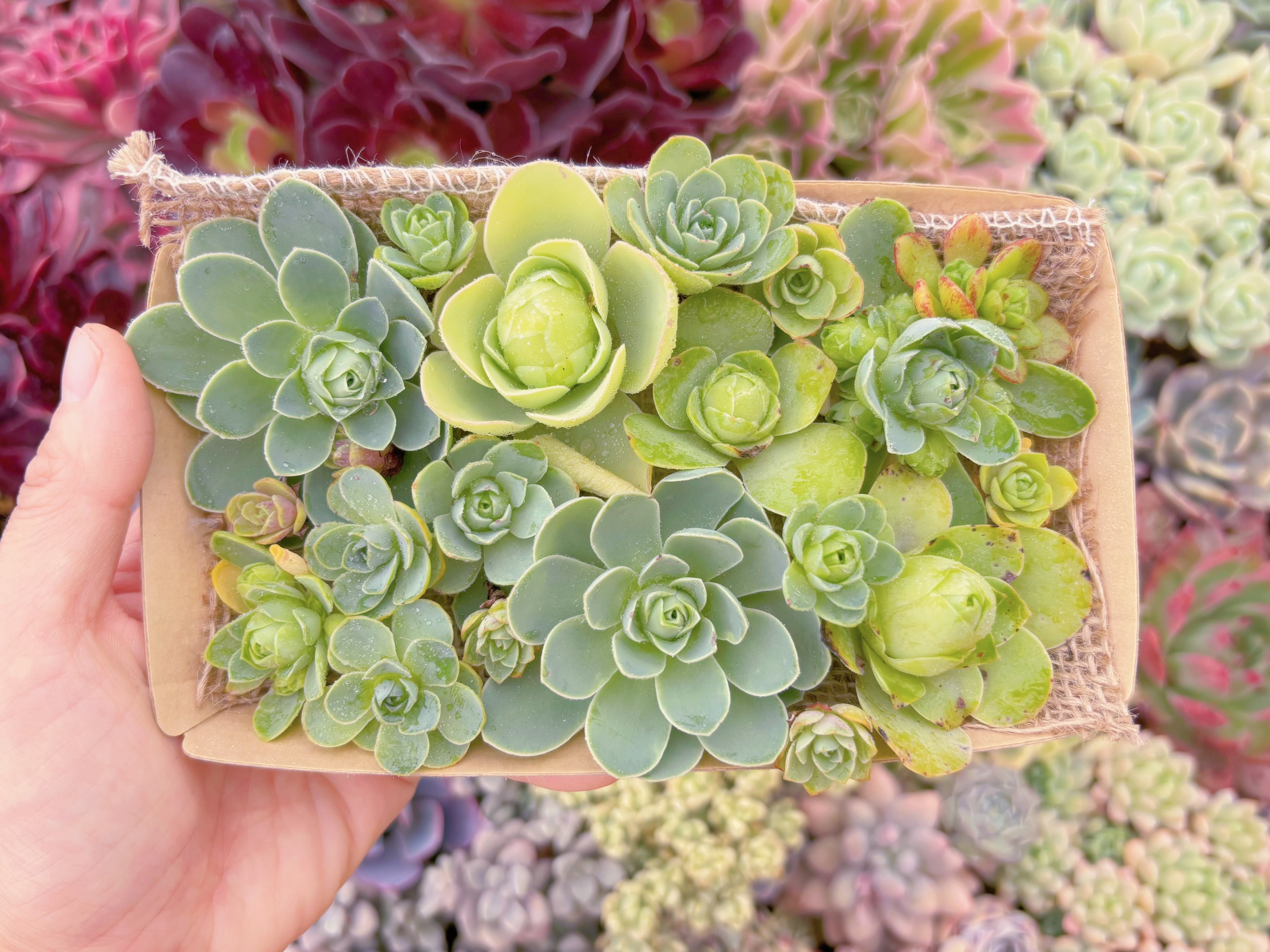 現品　寄せ植えセット#887　Sサイズ　るる農園