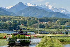 【定期便 5kg×6回コース】【R7年産米】茅野農園 特別栽培米 コシヒカリ 5kg 減農薬 化学肥料(窒素成分)不使用