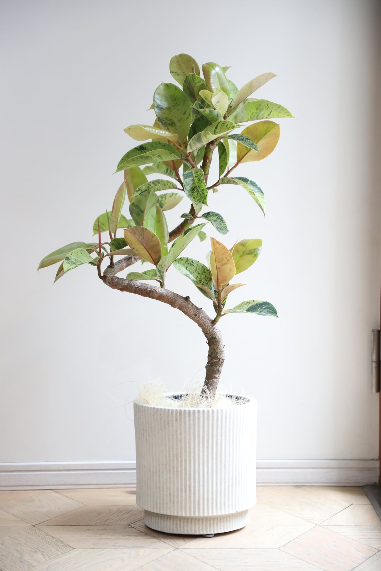 □販売中の商品/For sale | 【厳選植物・器】MIDORI DOUMEI 翠堂明