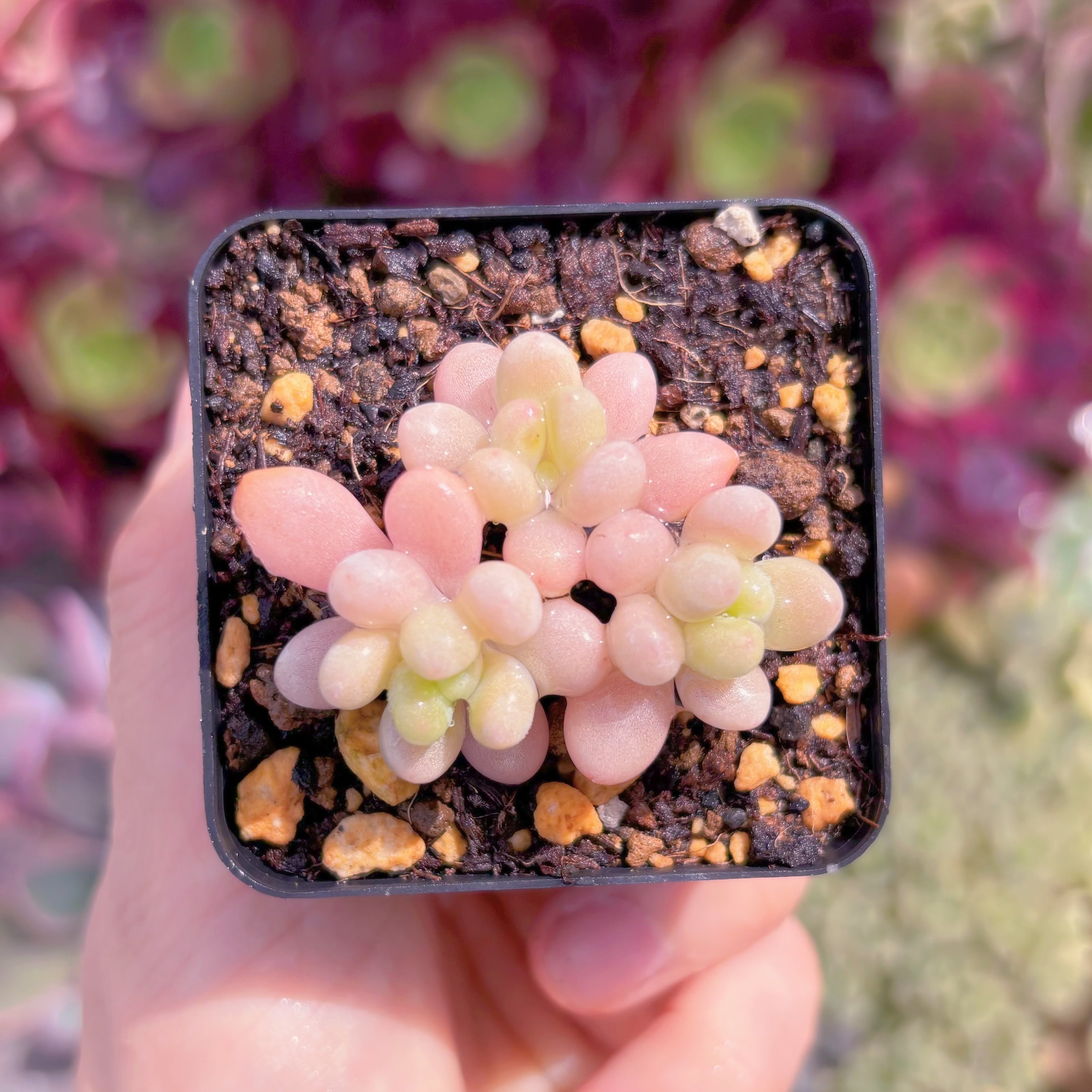 現品　キャビア#C57　るる農園