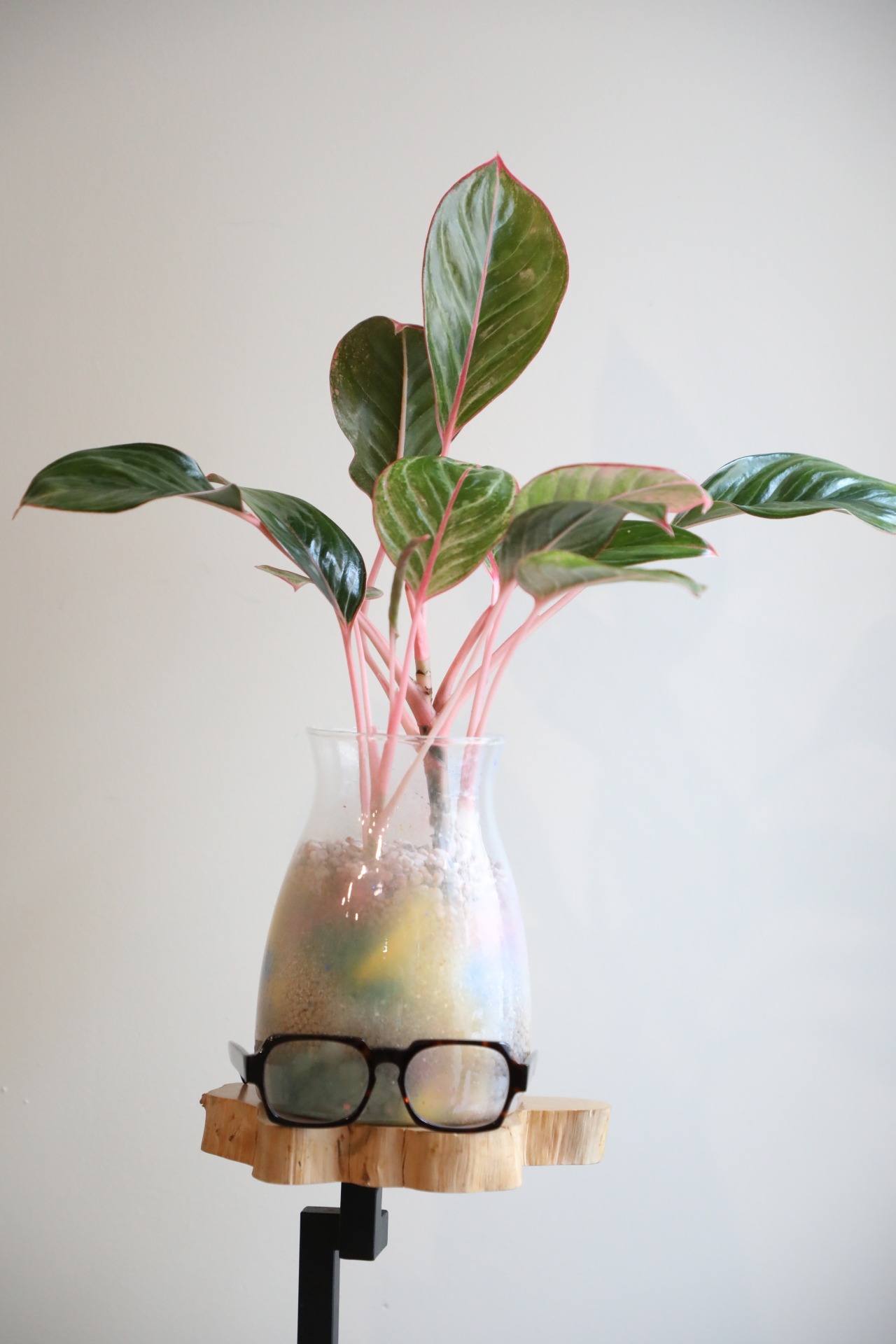 【M】【ハイドロ】アグラオネマ モンコンファイ　※WOODLYグラスポット付き