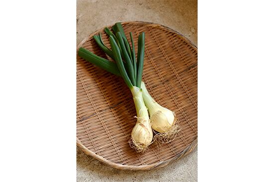 【グリルでトロリ】葉玉ねぎ・2~3個入(3/20発送開始)