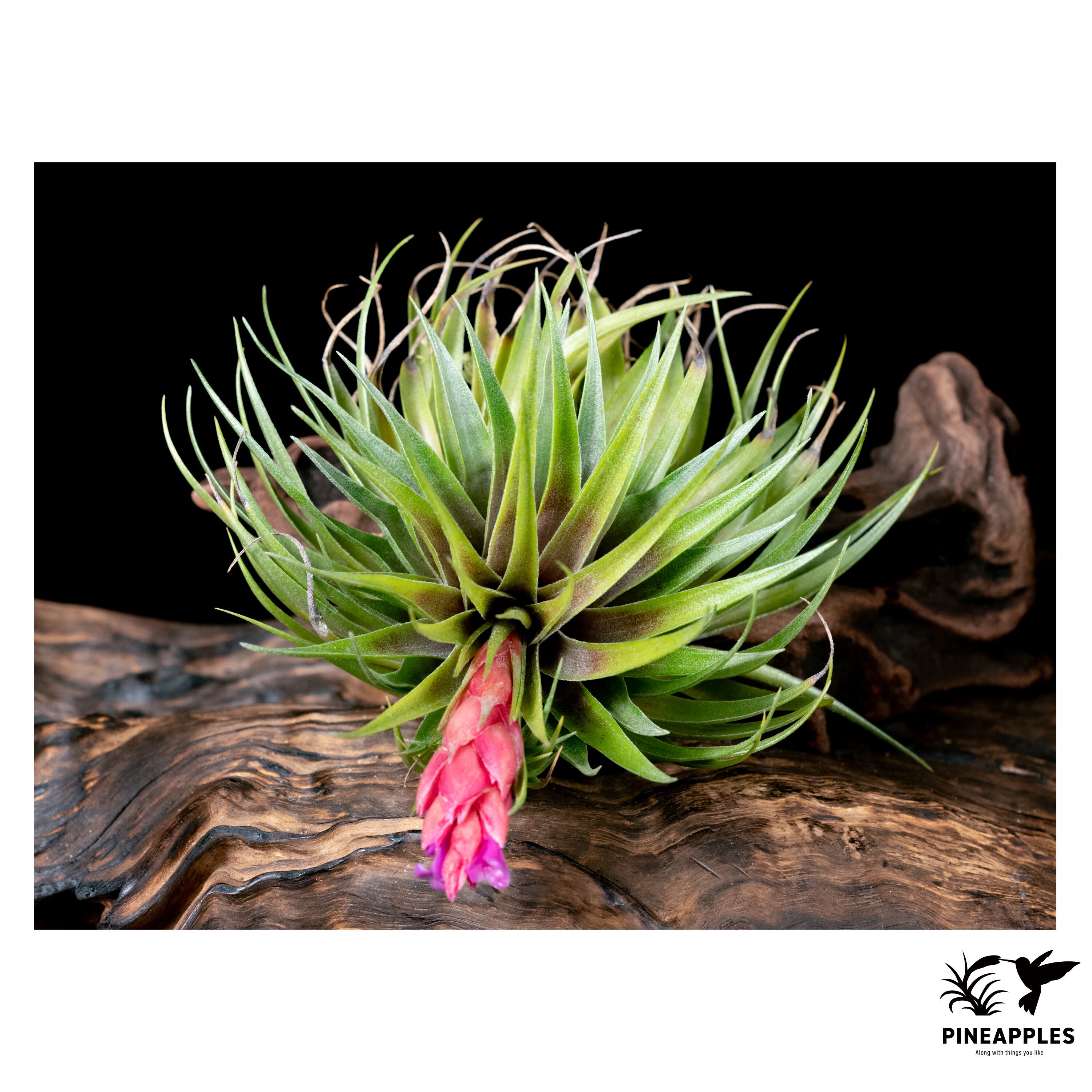 ブロメリア・エアープランツ Tillandsia kautskyi ブロメリア・エアープランツ Tillandsia kautskyi Tillandsia kautskyi