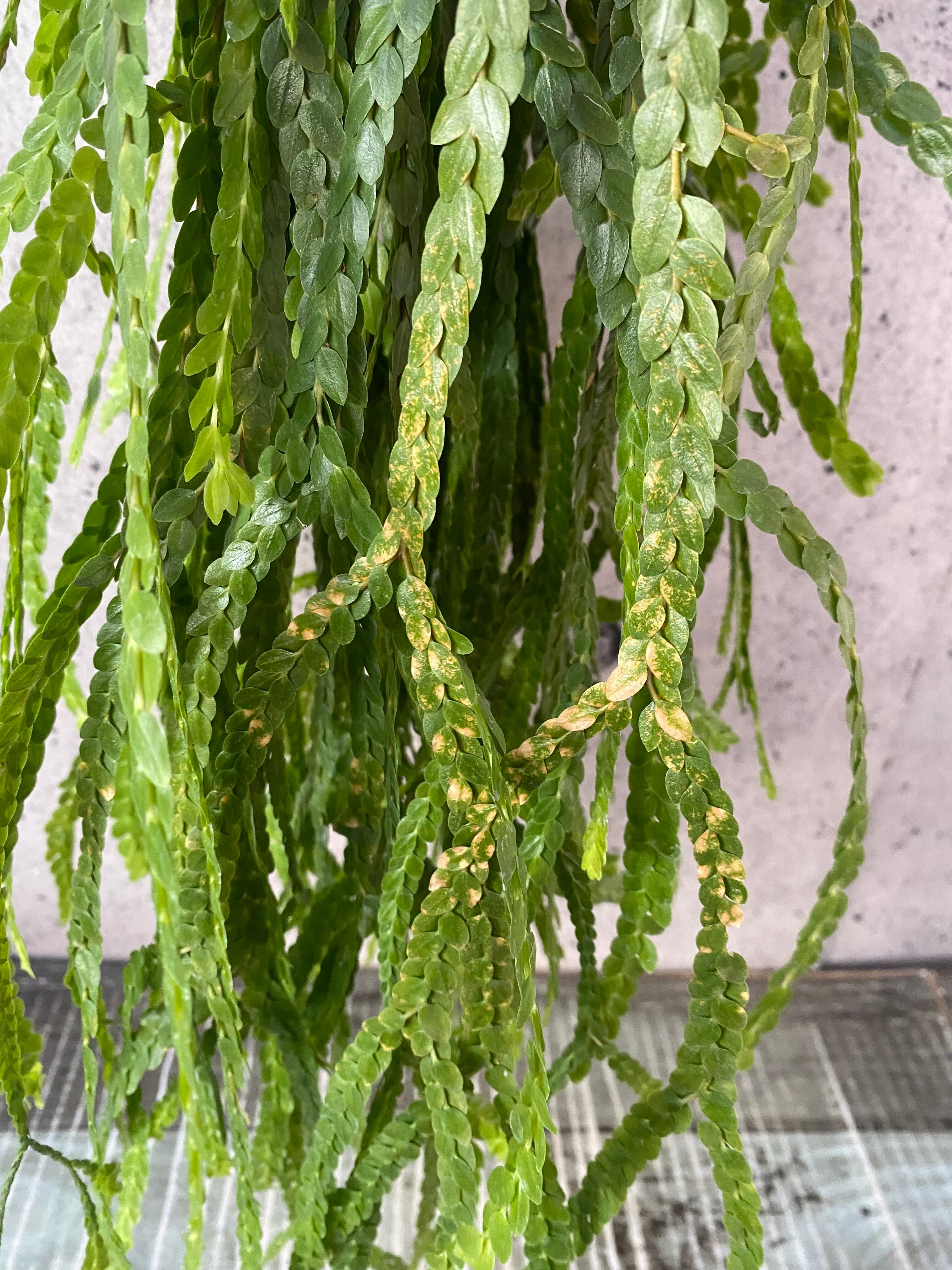値下げ中です！大株です！逆さポット植え！フペルジア『Nummularifolia