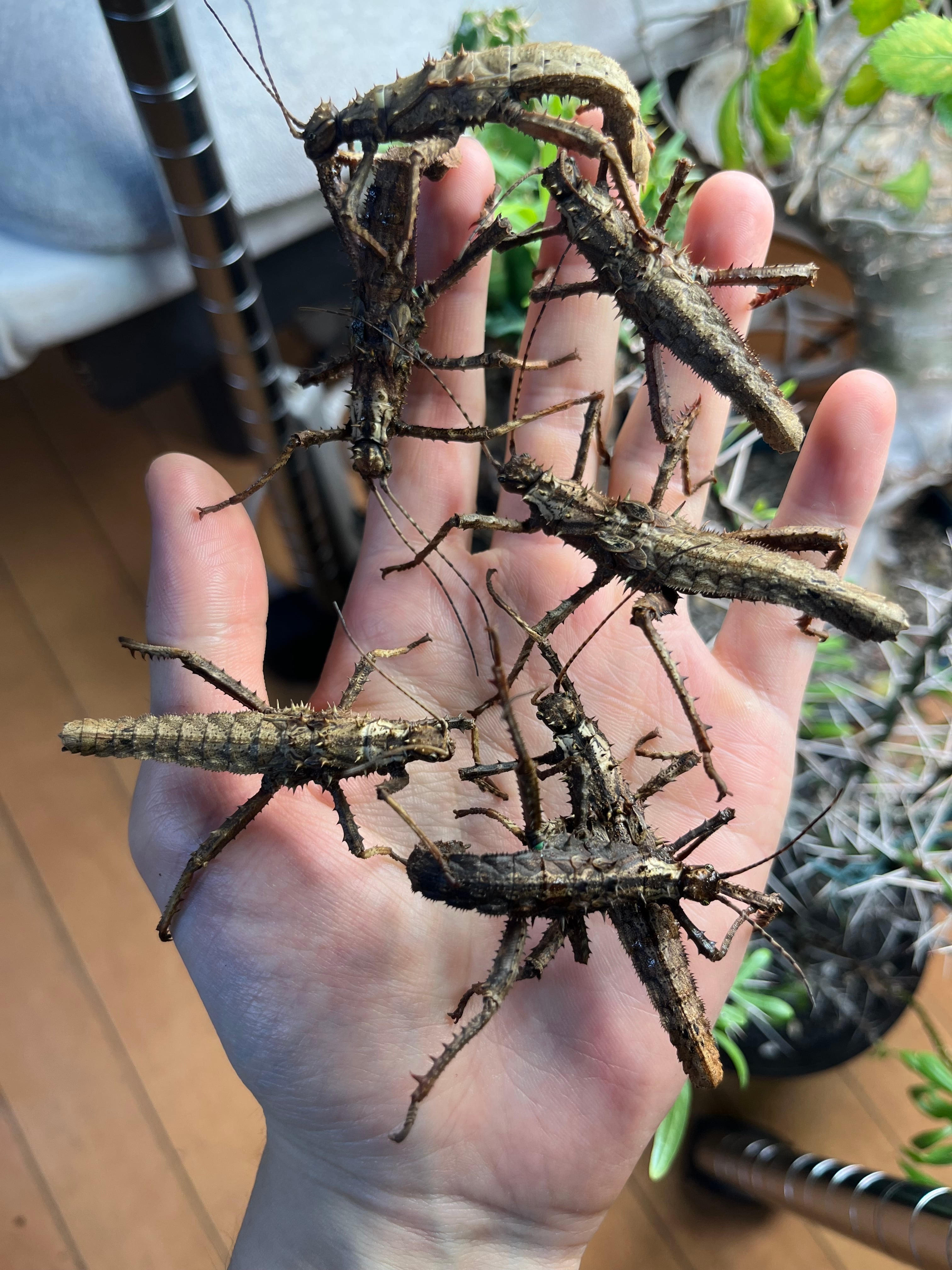 1匹】サカダチコノハナナフシに近縁の棘の発達したHaaniella echinata