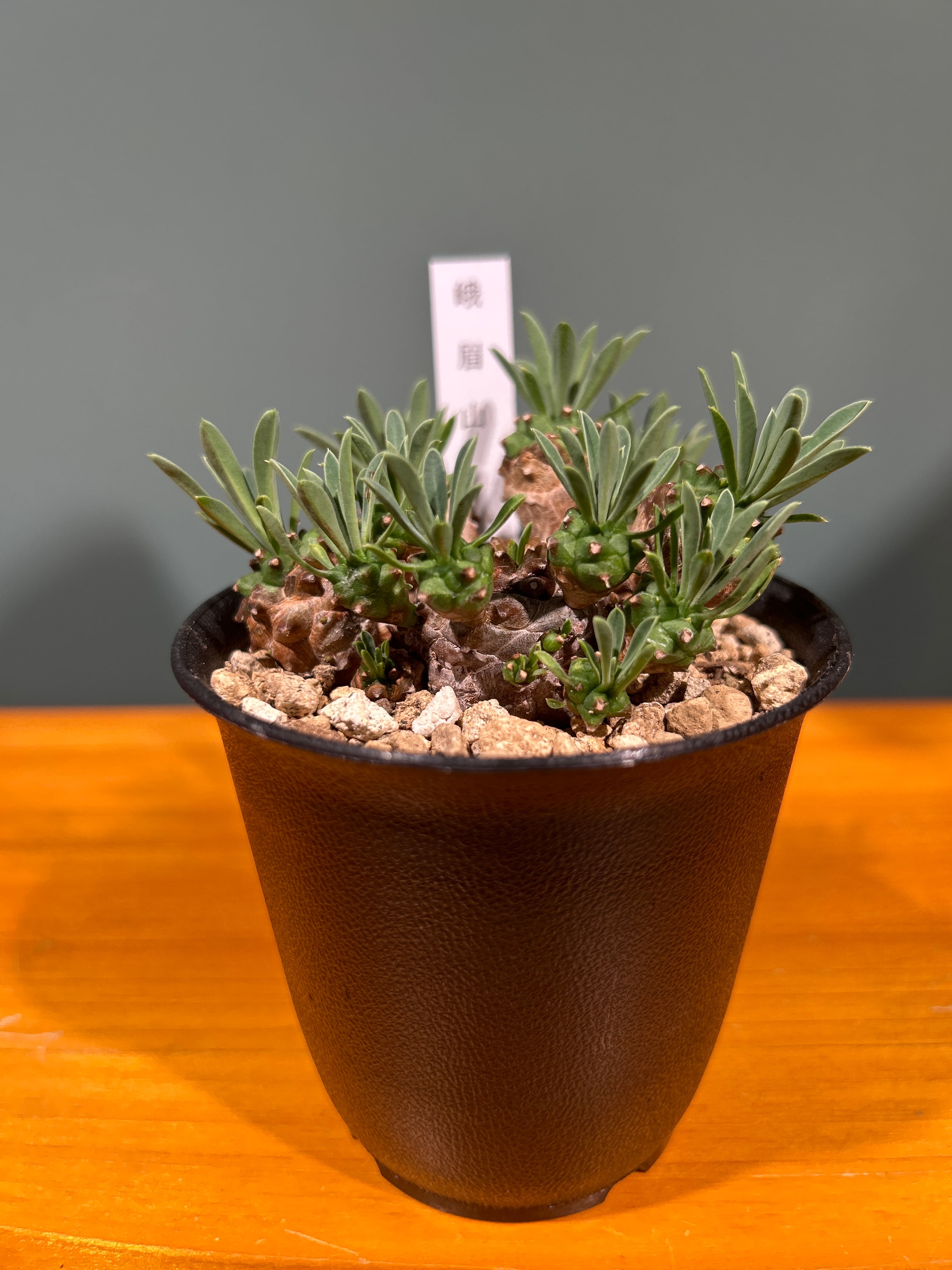 柱サボテン ブランチ2.5号 | 植物との暮らし apricot