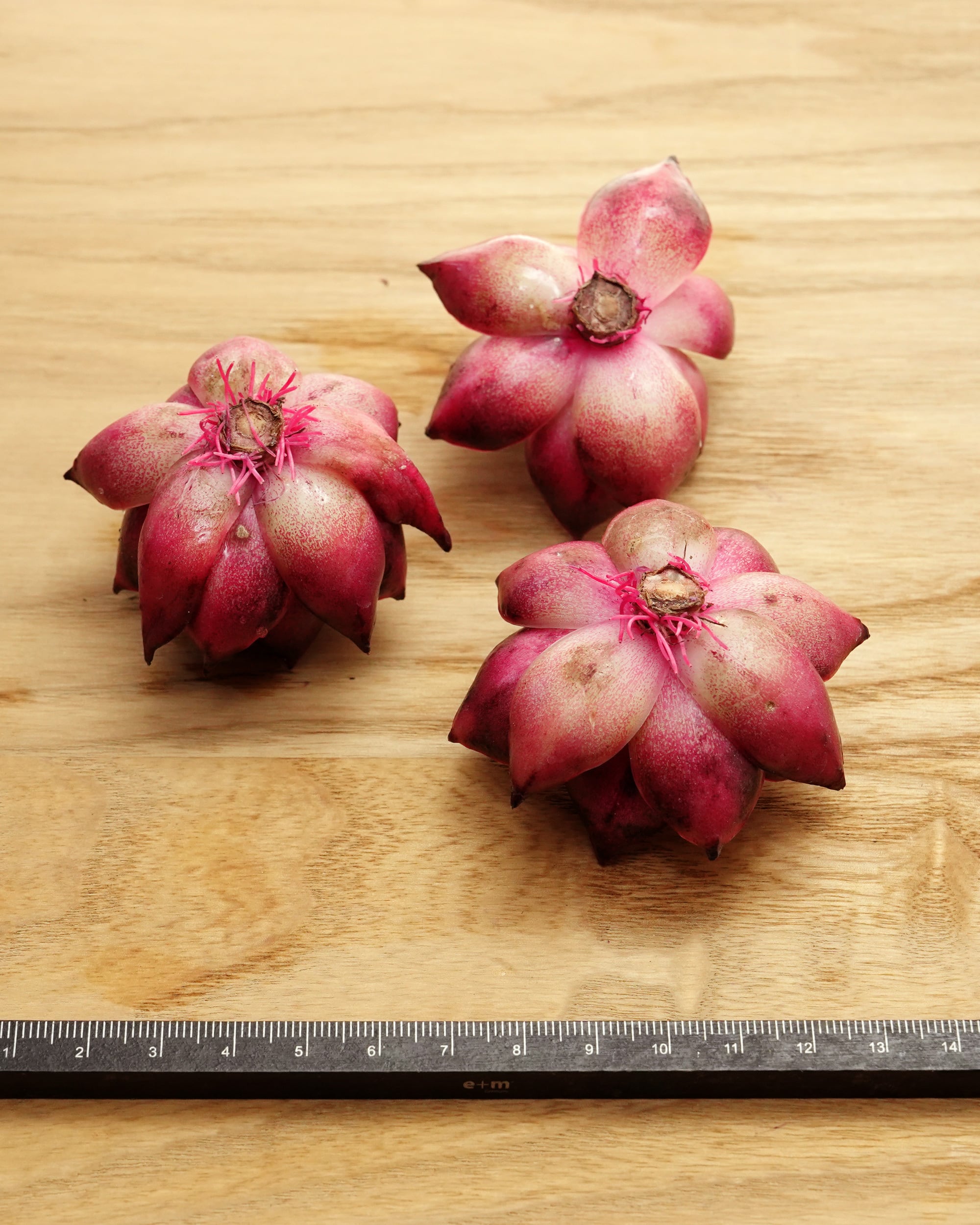 カット苗 ファイアフォックス Echeveria 'Fire Fox' | PUKUBOOK SUCCULENTS