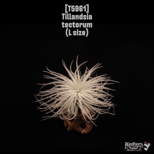 Tillandsia tectorum L〔ティランジア〕T5961
