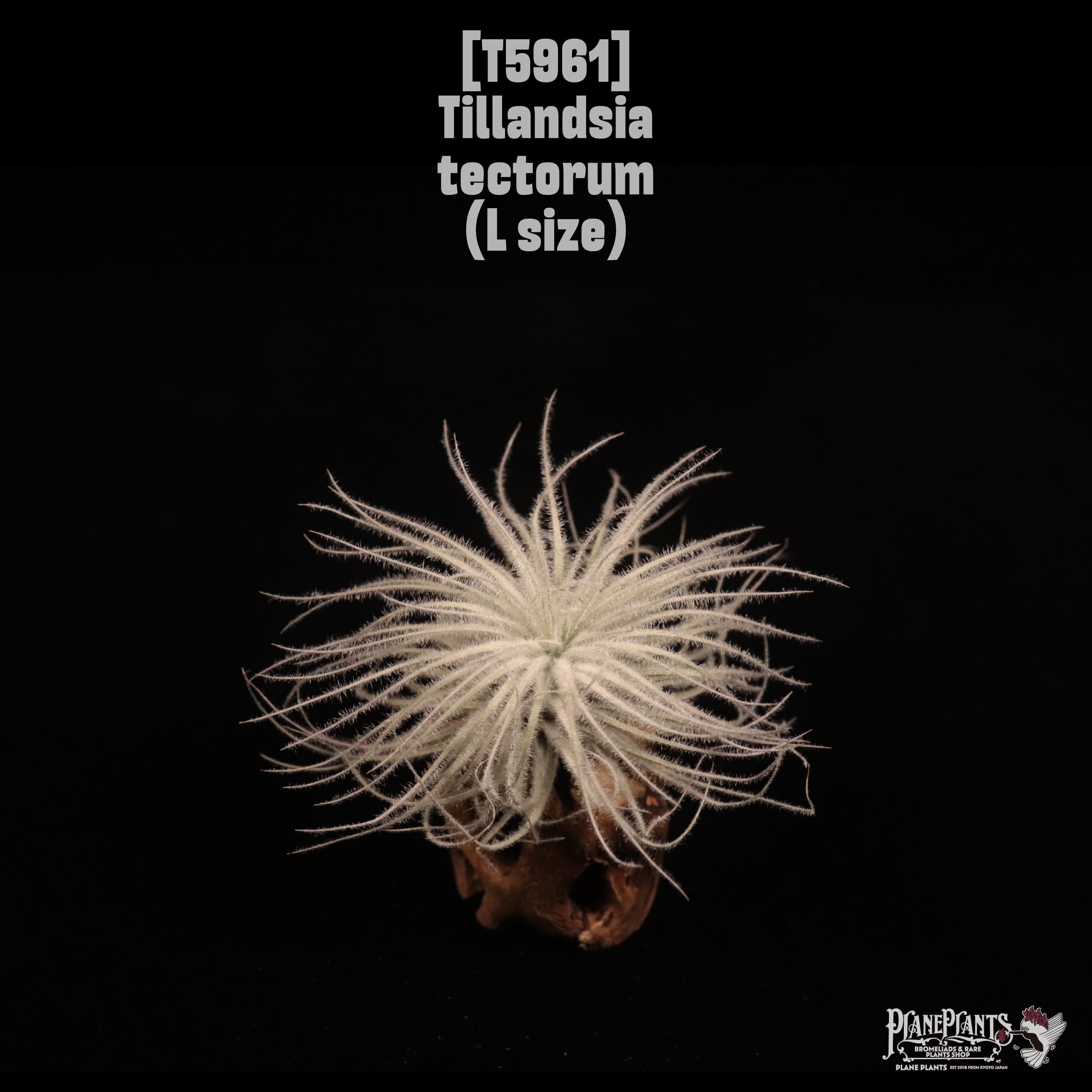 Tillandsia tectorum L〔ティランジア〕T5961