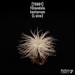 Tillandsia tectorum L〔ティランジア〕T5961