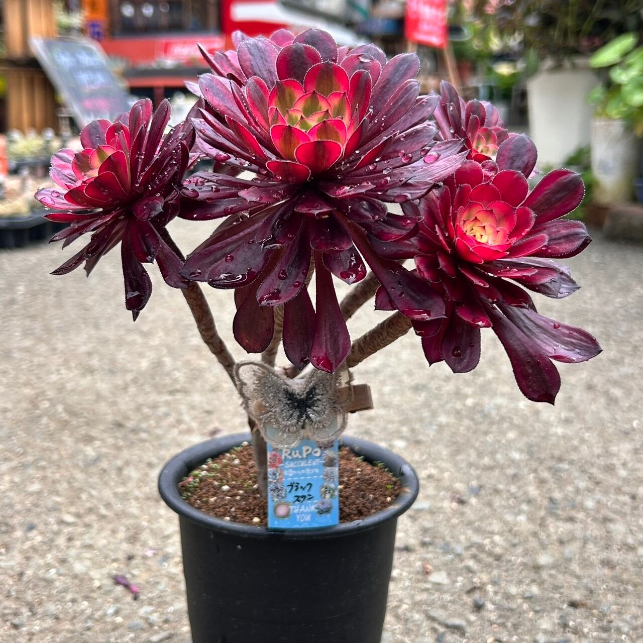 17 #多肉植物アエオニウム錦❤️ ブラックスワン ❤️1大頭 10cm拨き苗 ブラックスワン(アエオニウム) | RuPo 多肉植物専門店