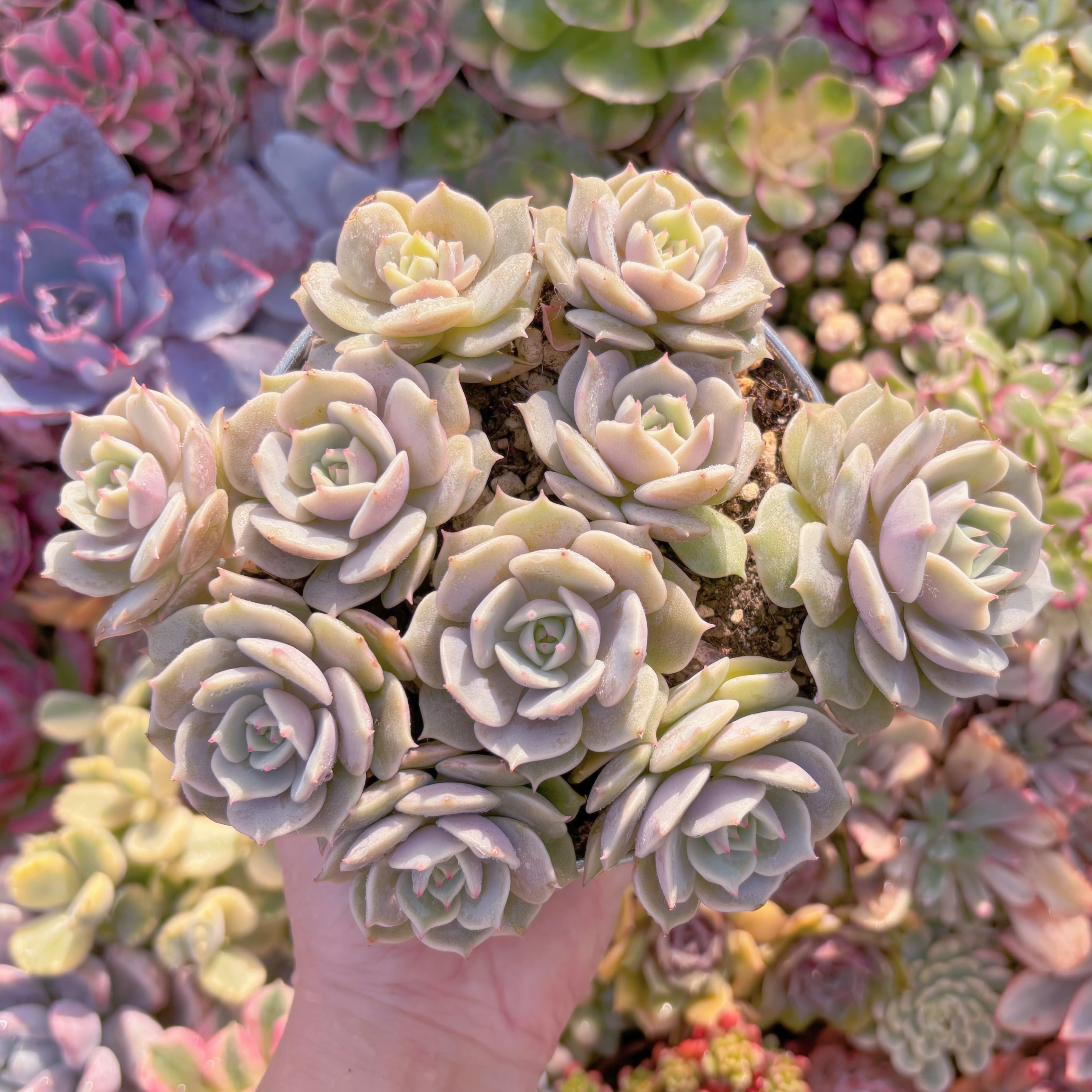 現品　ローラ#740　大群生　新入荷　るる農園