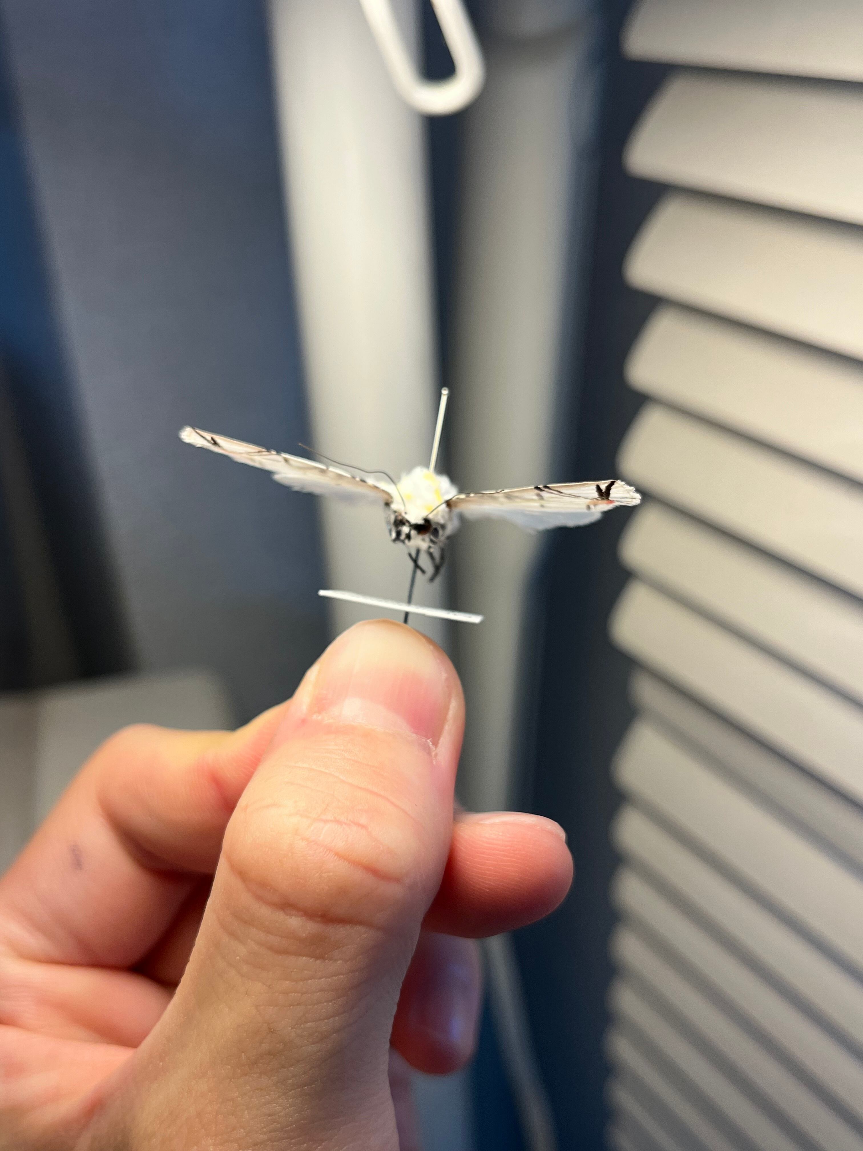 未展翅B品】ピカソモスタナバタユタカヤガ蛾ルナモスミズアオモルフォ