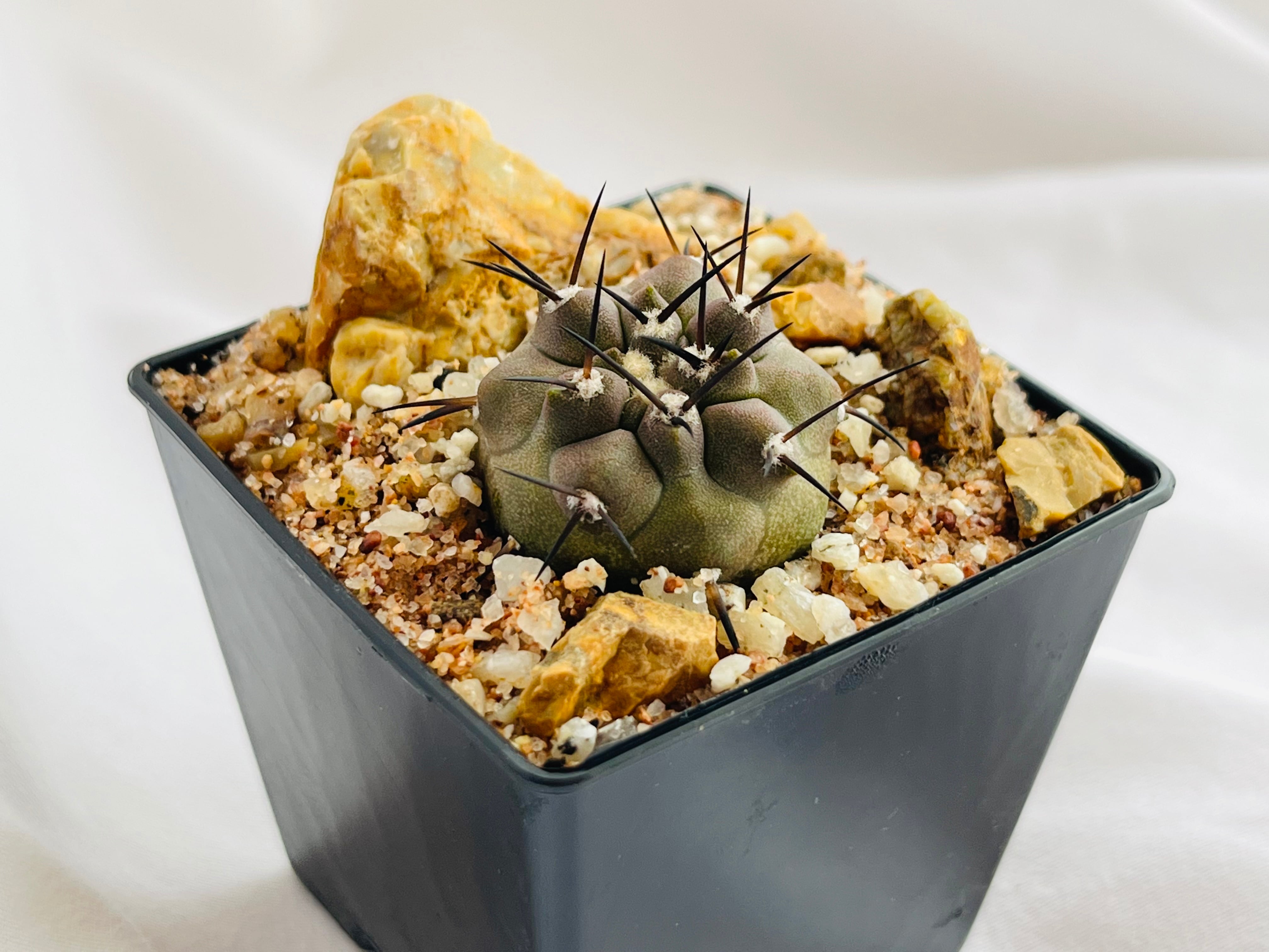 【美株】\"黒王丸\"コピアポアシネレア/Copiapoa cinerea Amazon.co.jp: 【種子】Copiapoa Cinerea ◇コピアポア