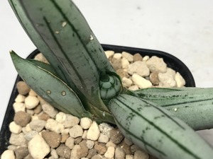 サンスベリア ボンセレンシス プラチナム