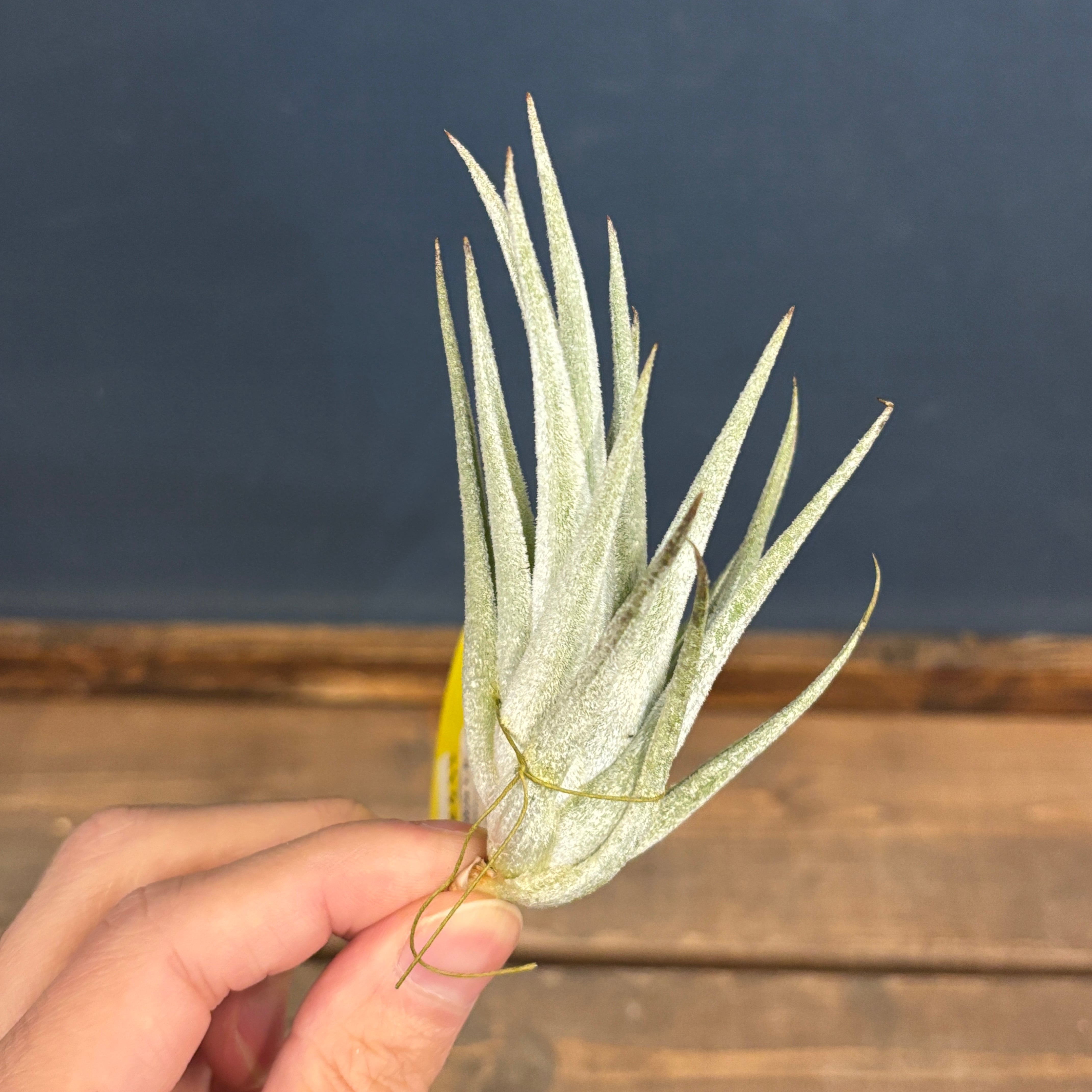 チランジア　Imbrogilo マザー株　ラスト苗 チランジア Imbrogilo マザー株 ラスト苗 チランジア Imbrogilo マザー