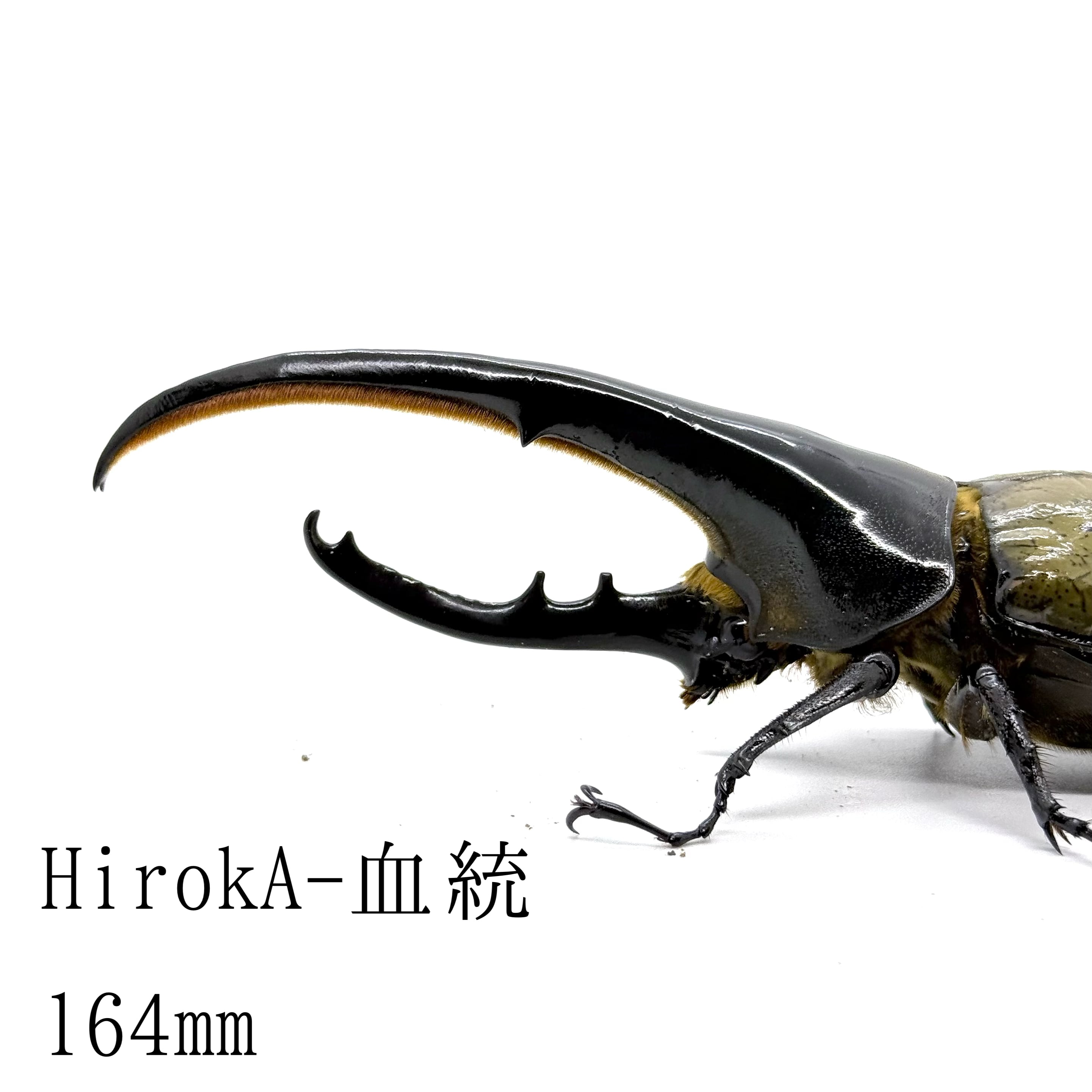 164㎜ / 予約品