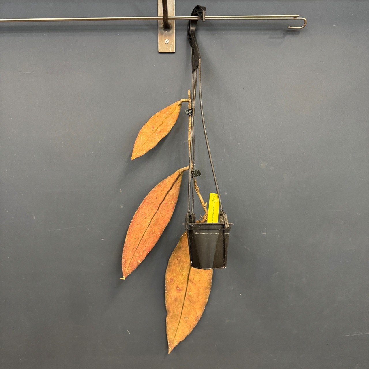 ホヤ クレメンシオラム form Borneo【360】