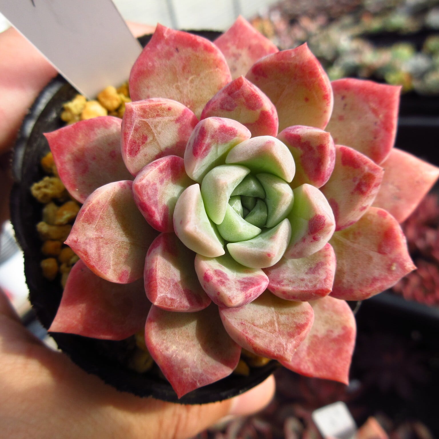 多肉植物 アメチスチヌム錦 抜き苗 【公式通販】