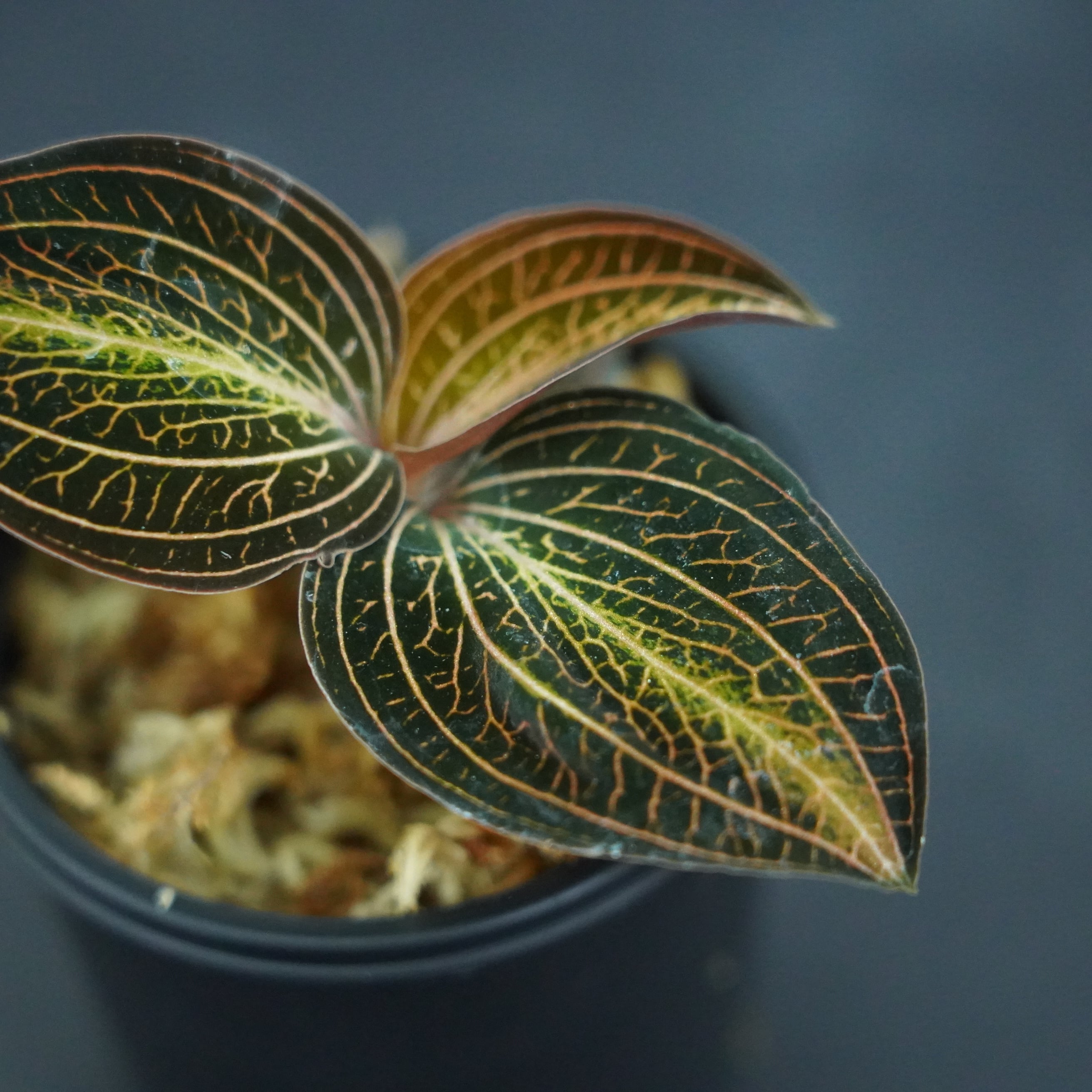 ◇現品◇アネクトマリア【ジュエルオーキッド宝石蘭／石崎バイオ】#658