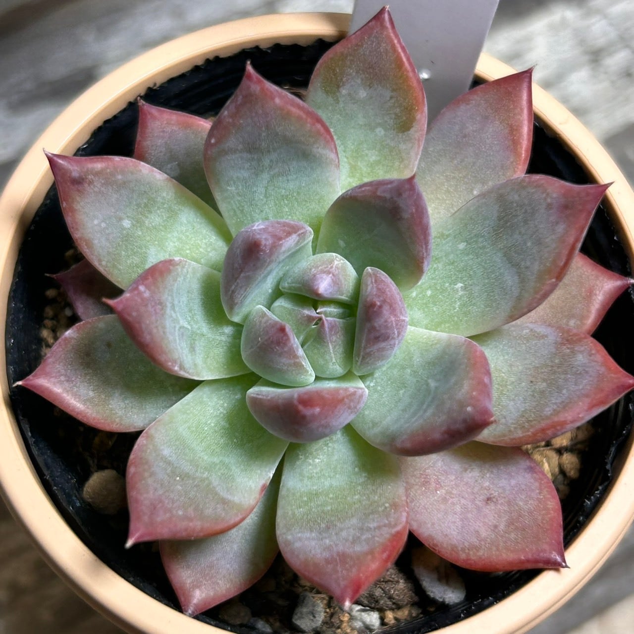 リンゼアナ | RuPo 多肉植物専門店