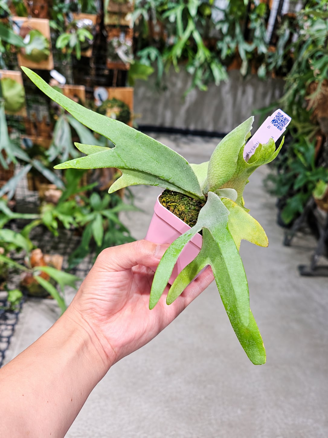 P.willinckii cv. Sailor Saturn 【artPLANTs/PLANTS GARAGE