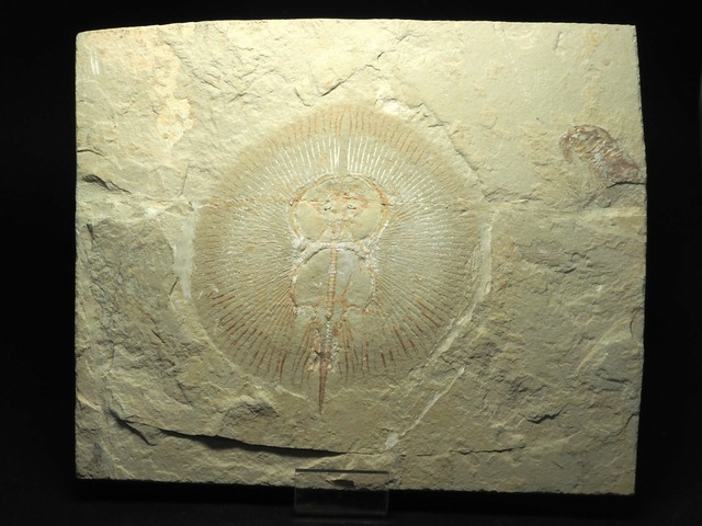 エイの化石【Cyclobatis major】【1876g】レバノン共和国産/魚/サメ