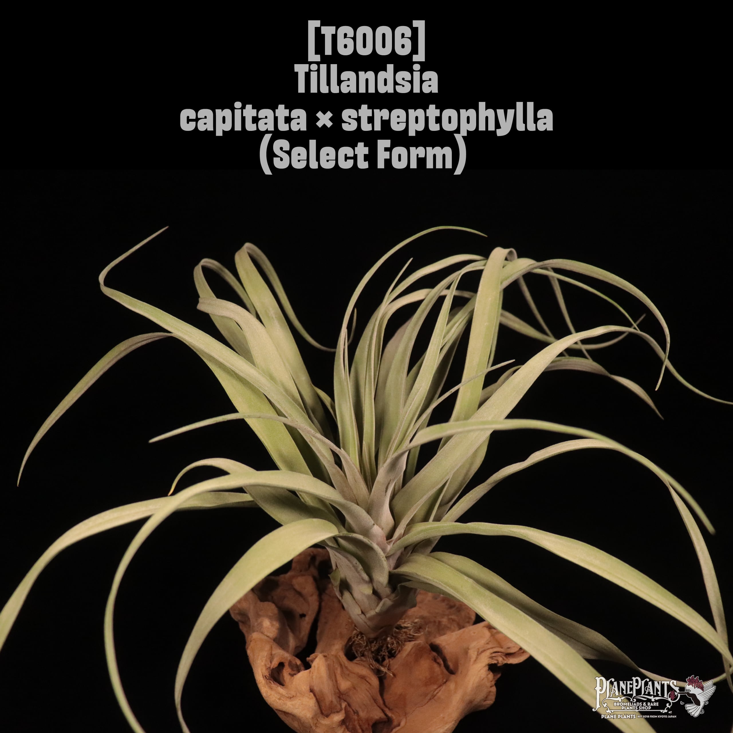 Tillandsia capitata × streptophylla (Select Form)〔ティランジア〕T6006
