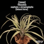 Tillandsia capitata × streptophylla (Select Form)〔ティランジア〕T6006