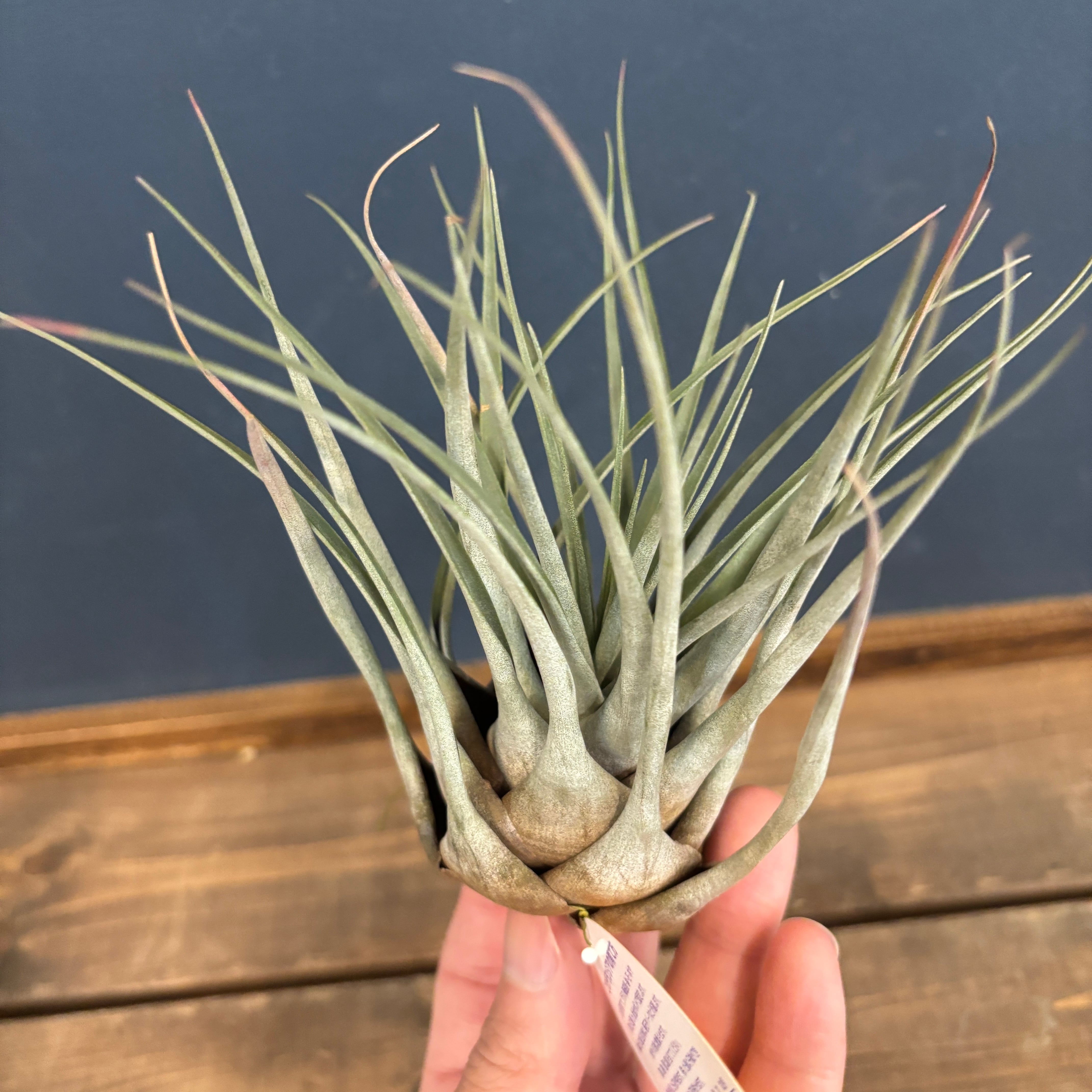 チランジア チョンタレンシス【1062】