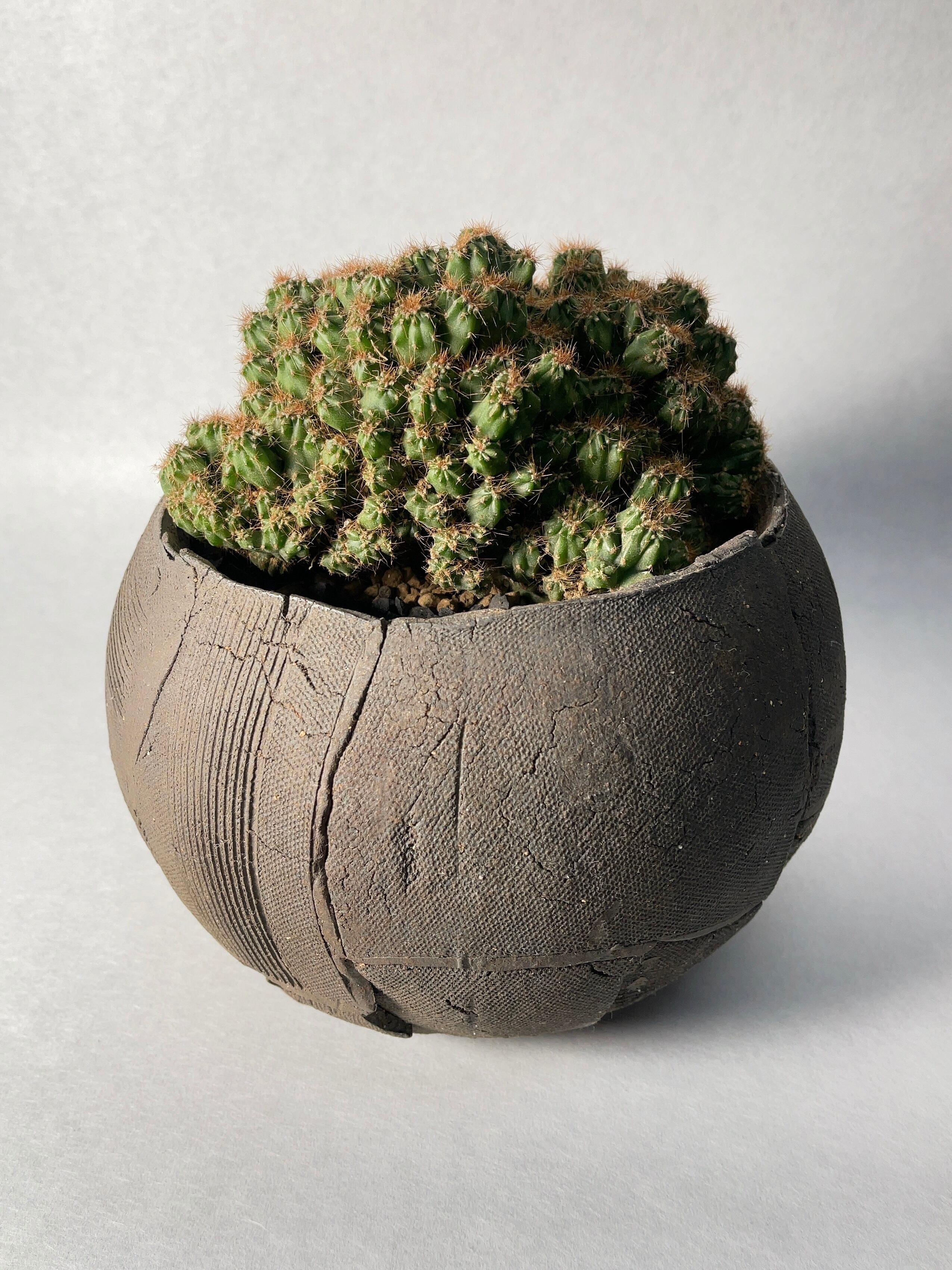 セレウス・金獅子 | trigger